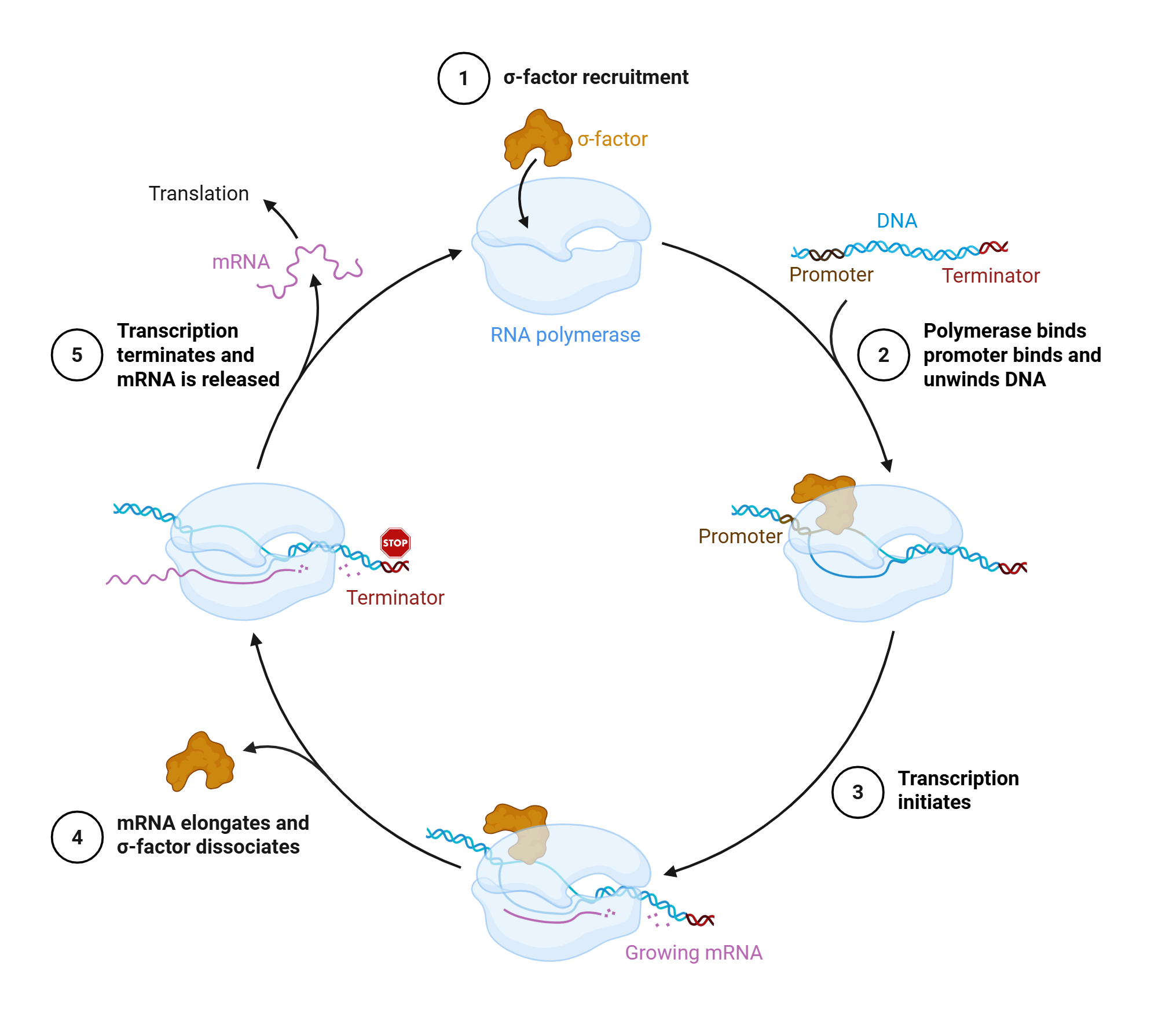 An editable high resolution scientific image depicting Bacterial Transcription of DNA