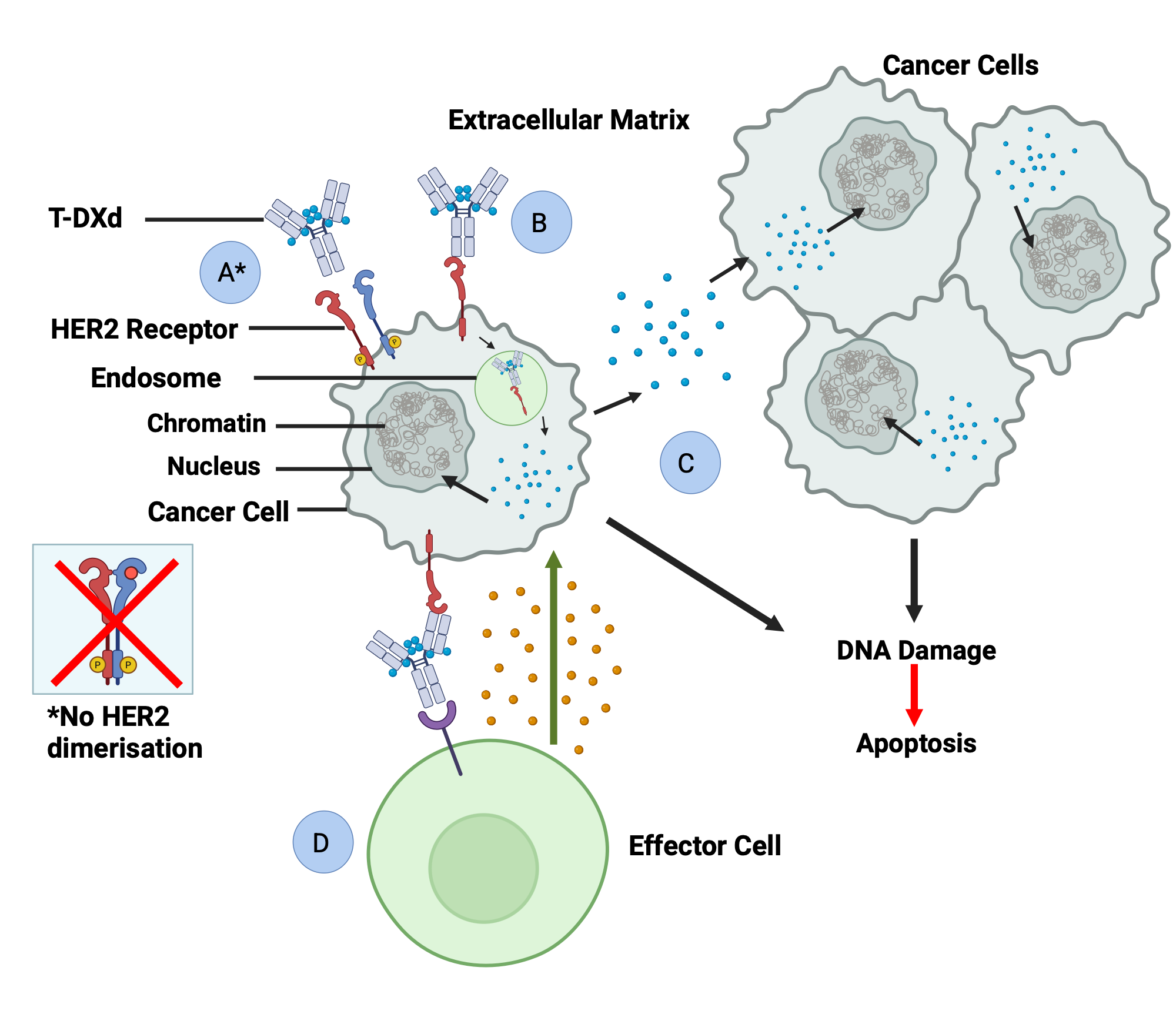 An editable high resolution scientific image depicting Mechanism of T-DXd action in HER2 Cancers