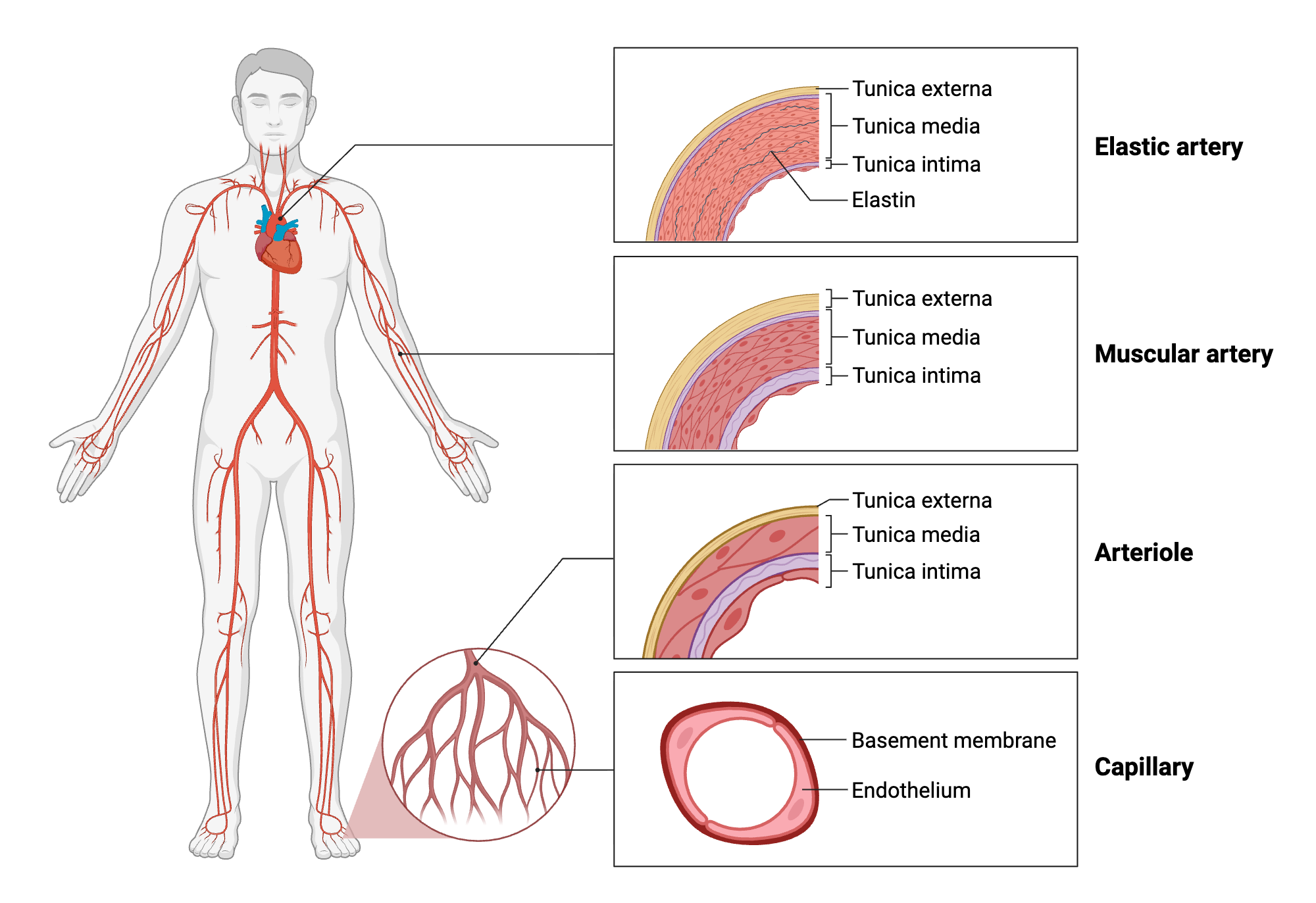 An editable high resolution scientific image depicting Arterial Blood Vessels