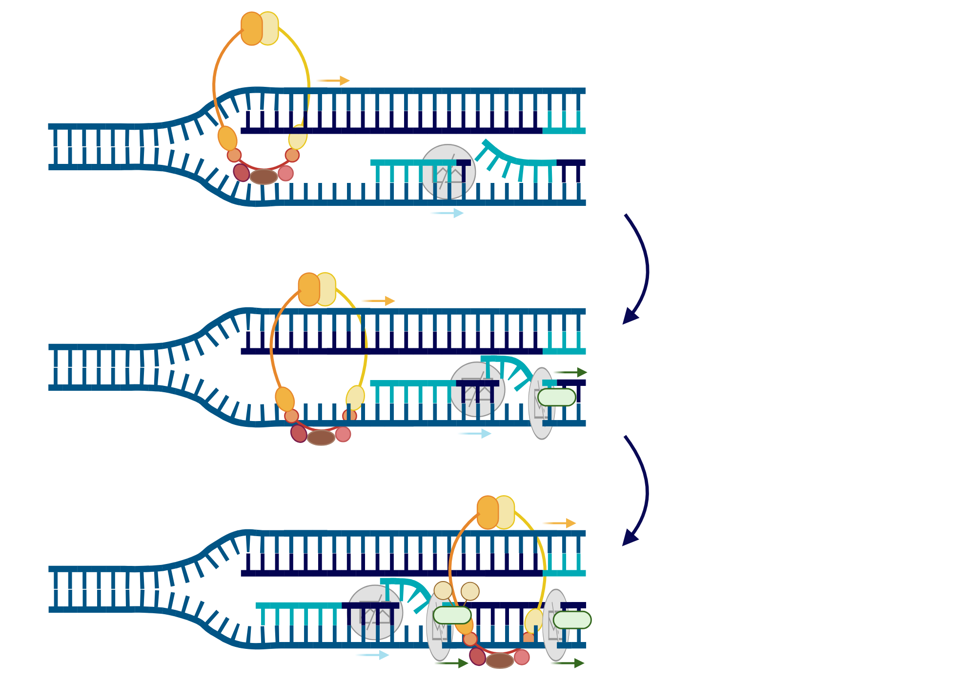 An editable high resolution scientific image depicting How transient DNA nick and flaps promote cohesin acetylation in DNA replication