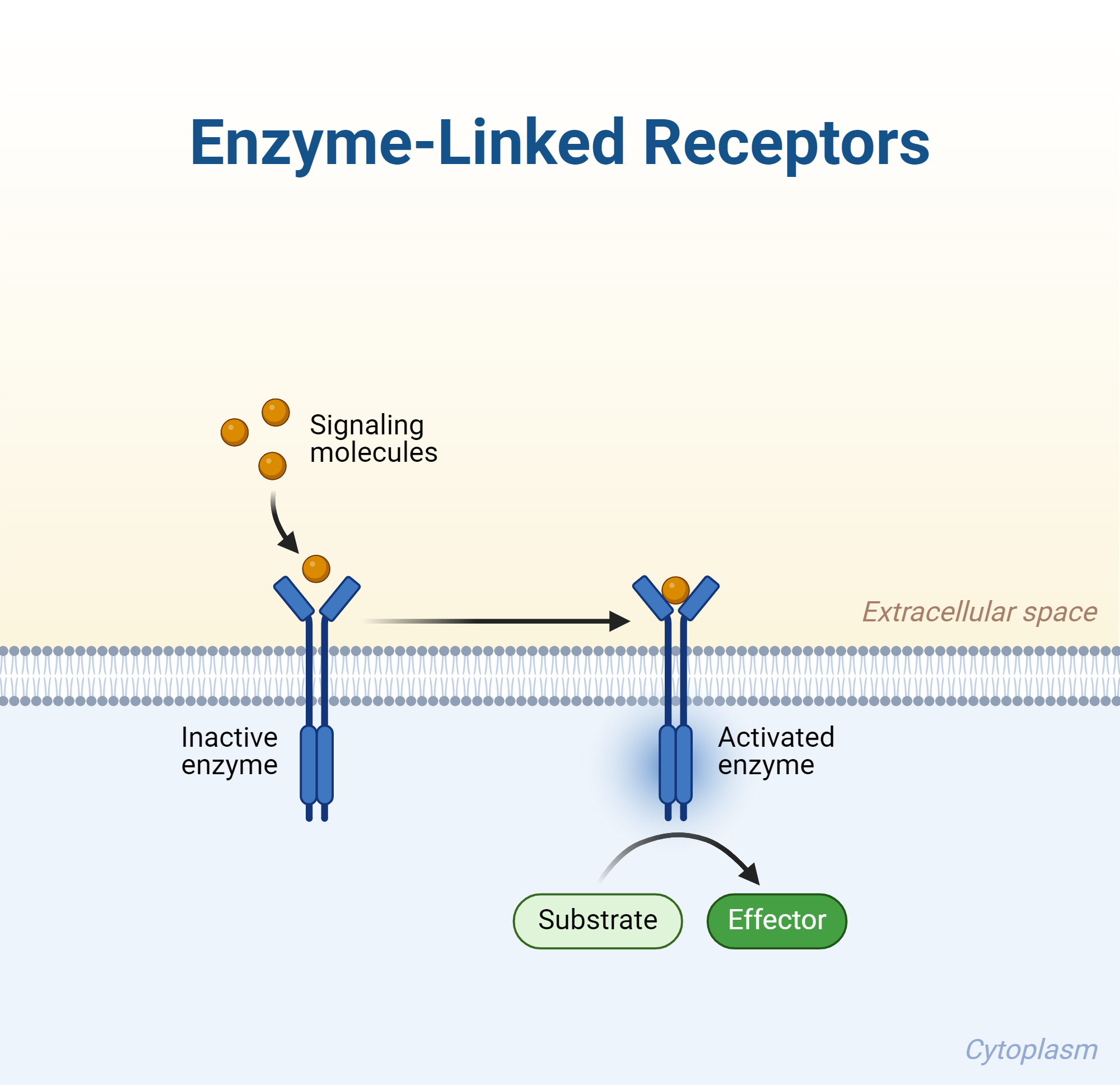 An editable high resolution scientific image depicting Enzyme-Linked Receptors