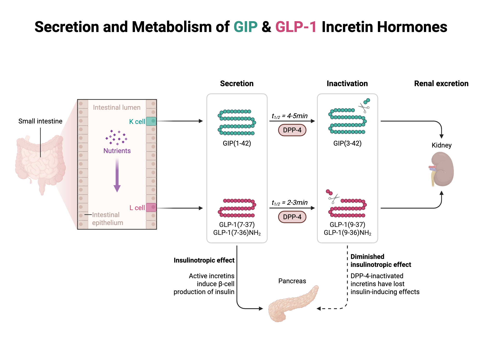 Secretion And Metabolism Of GIP And GLP 1 Incretin Hormones BioRender 