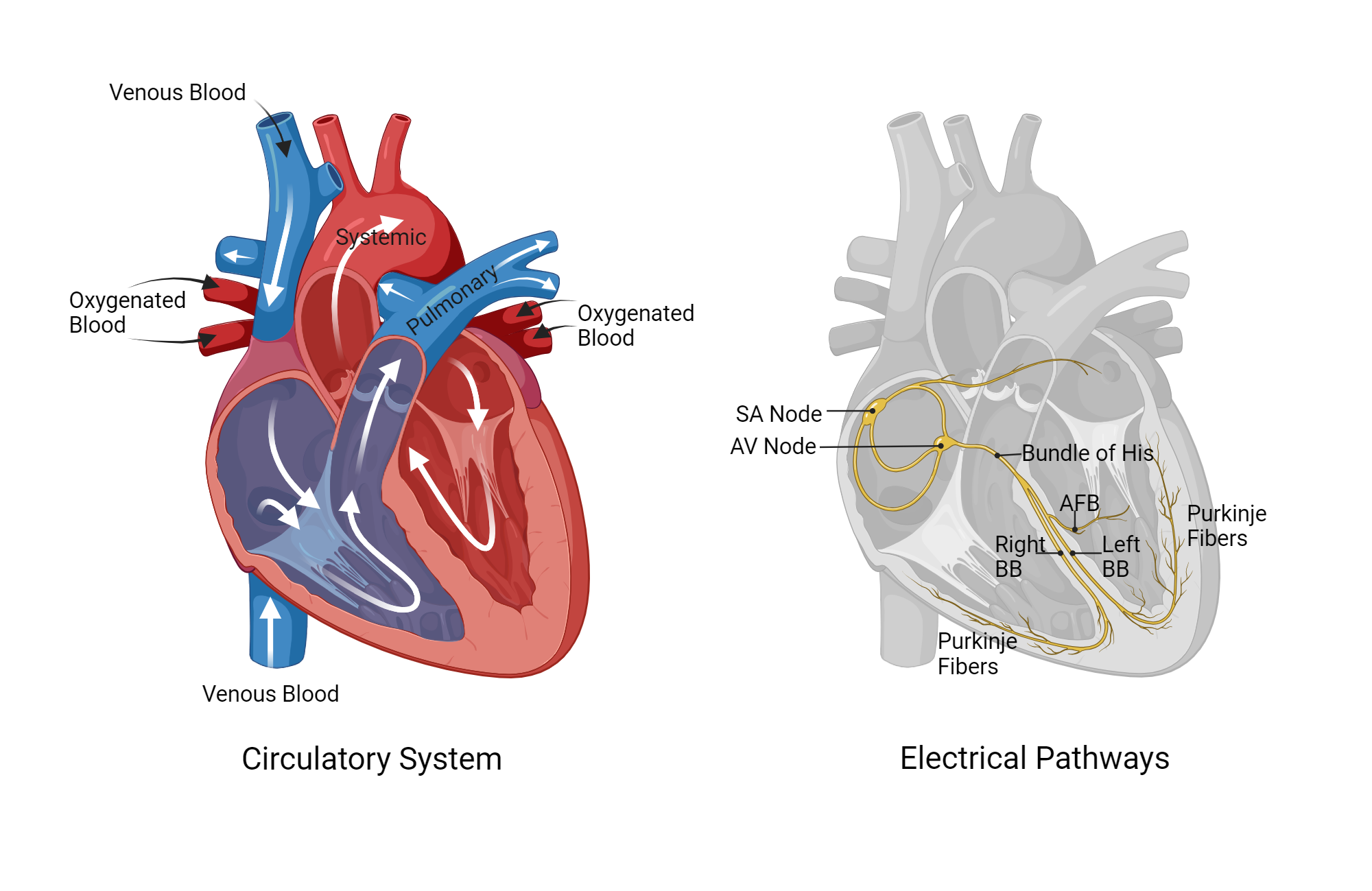 An editable high resolution scientific image depicting Circulation & Electrical