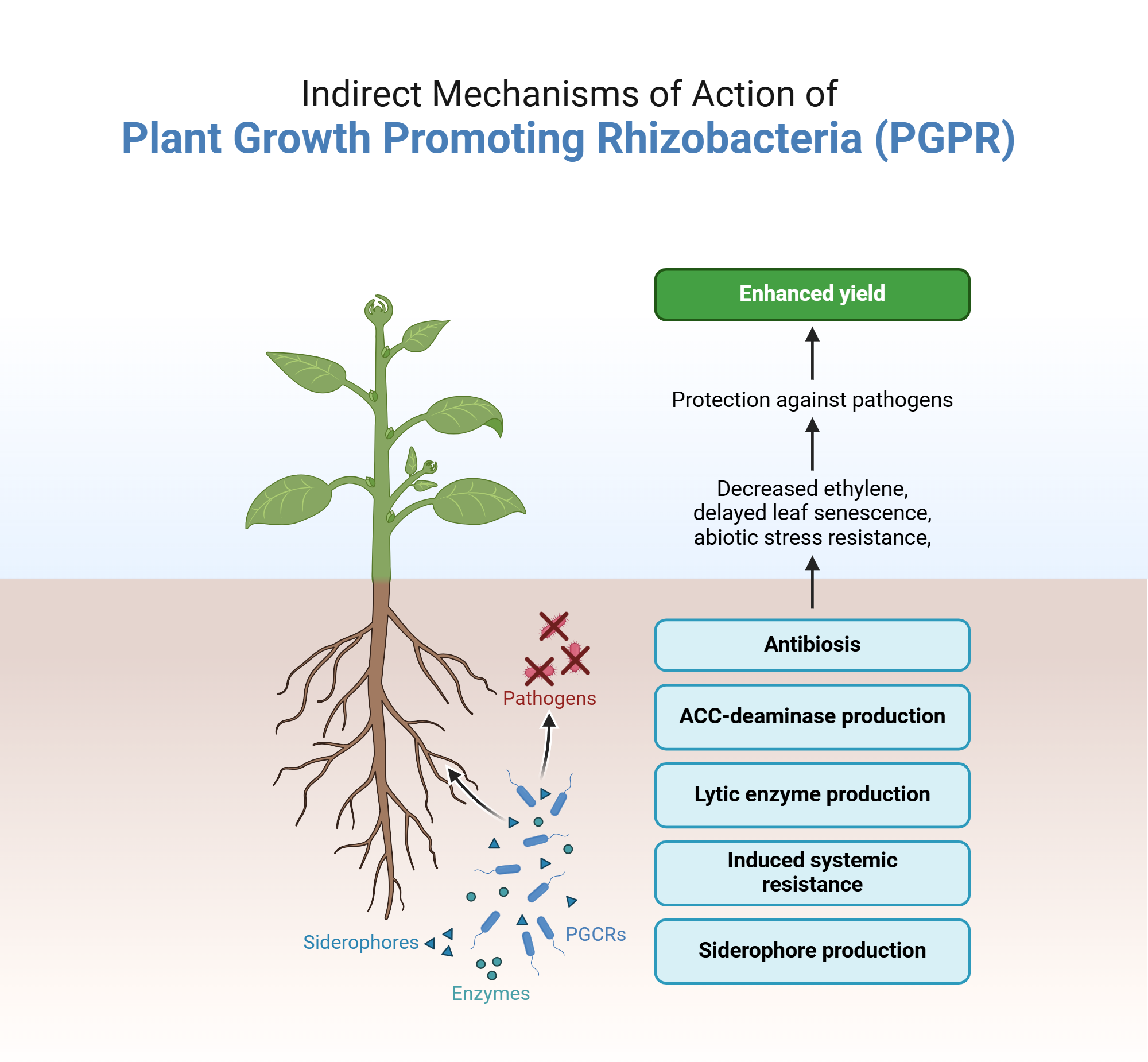 An editable high resolution scientific image depicting Indirect Mechanisms of Action of Plant Growth Promoting Rhizobacteria (PGPR)