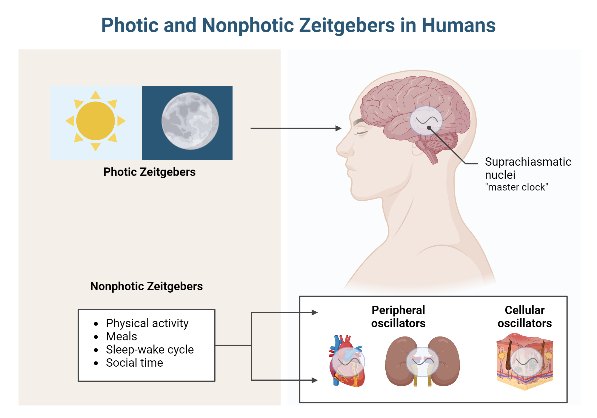 An editable high resolution scientific image depicting Photic and Nonphotic Zeitgebers in Humans