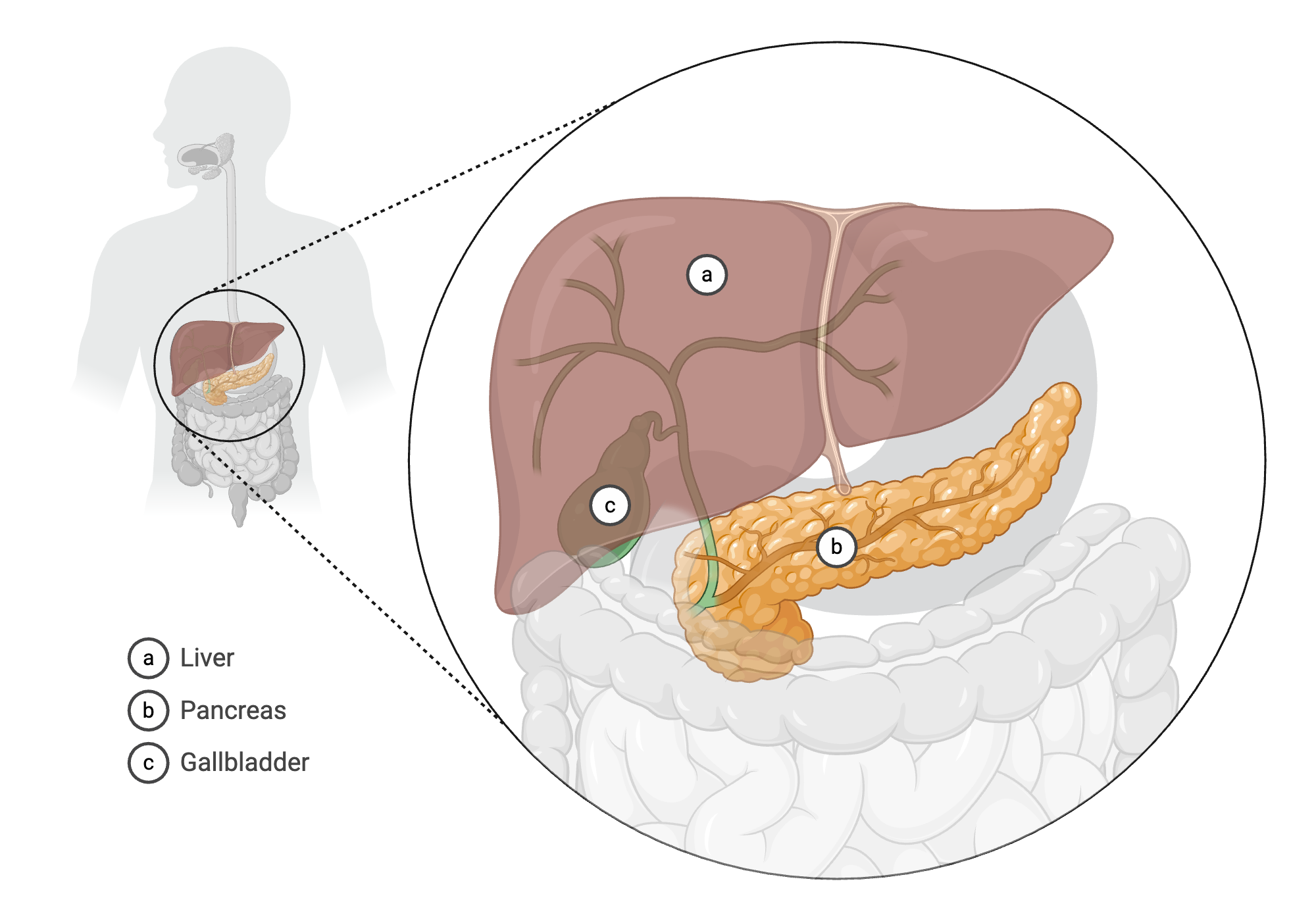 An editable high resolution scientific image depicting Liver, Pancreas, and Gallbladder