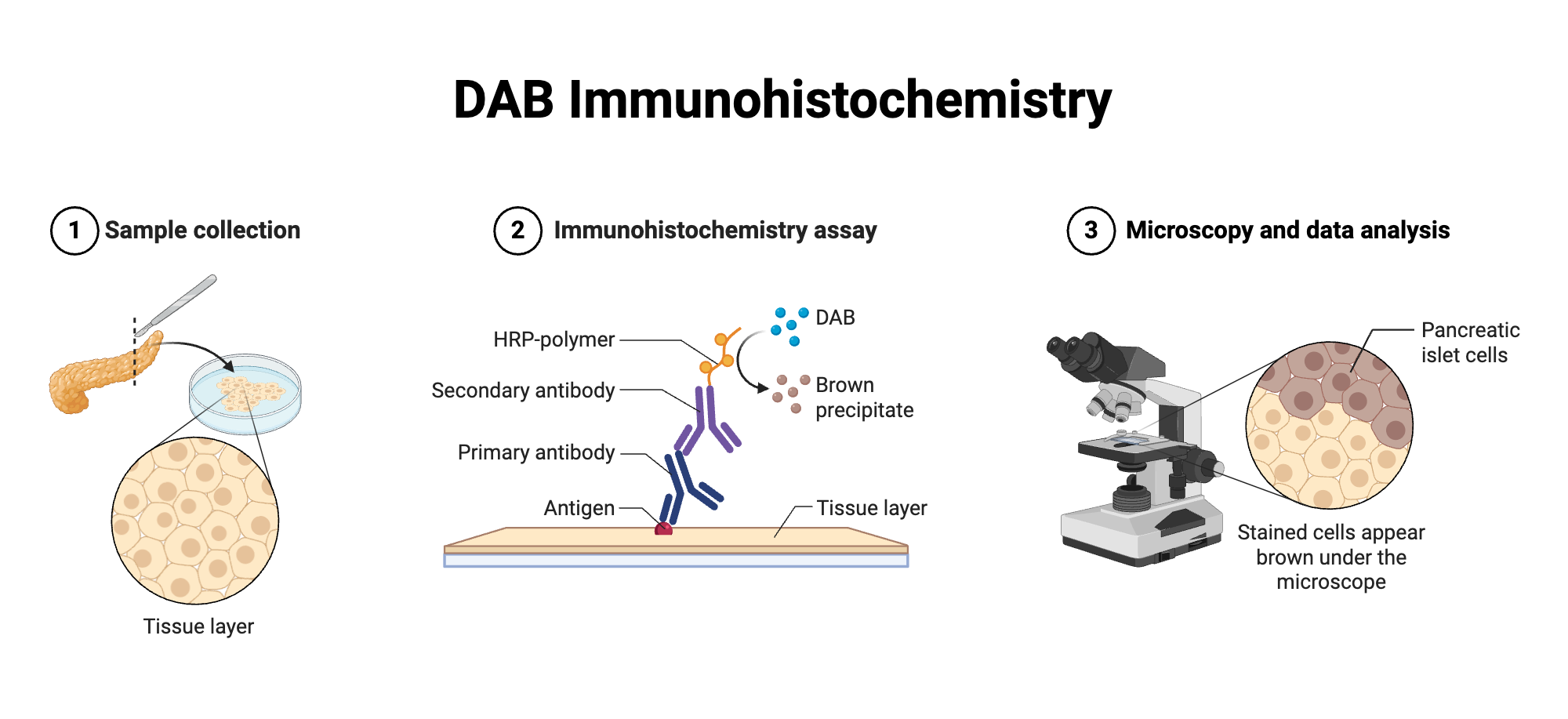 An editable high resolution scientific image depicting DAB Immunohistochemistry
