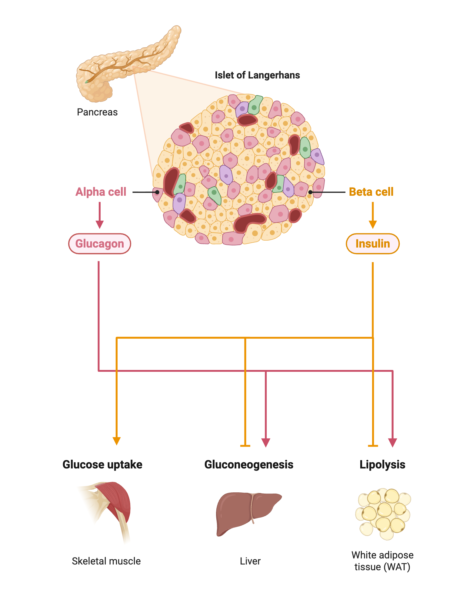 An editable high resolution scientific image depicting Neuronal Control of Peripheral Insulin Sensitivity and Glucose Metabolism