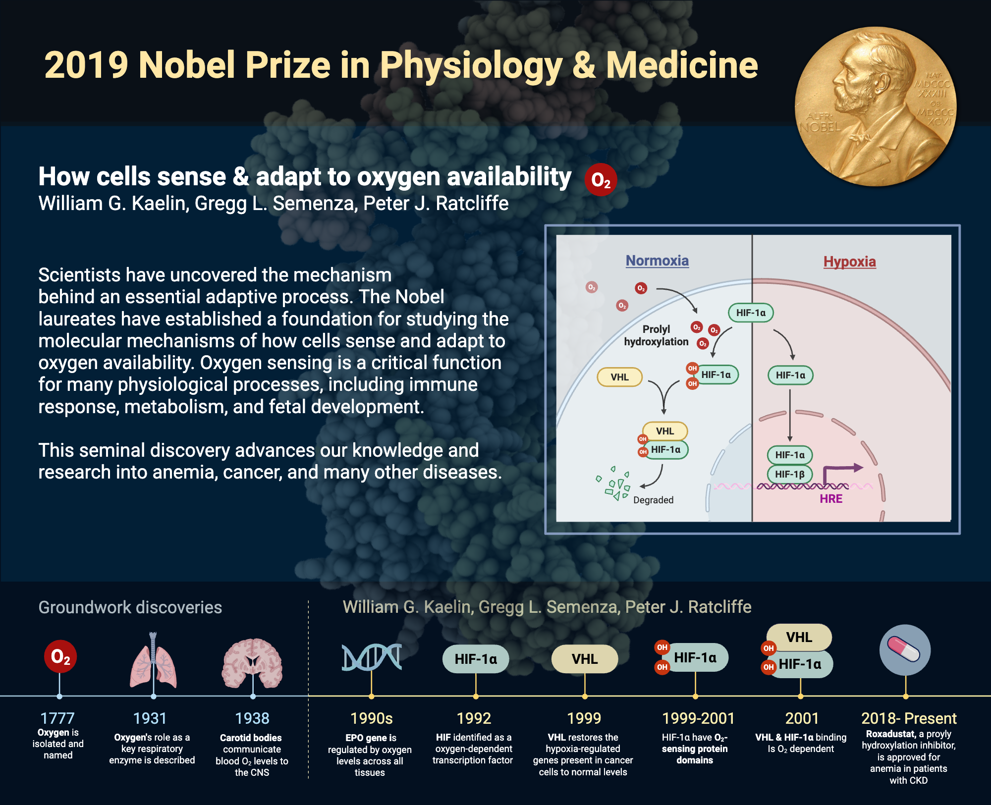 An editable high resolution scientific image depicting 2019 Nobel Prize in Physiology & Medicine