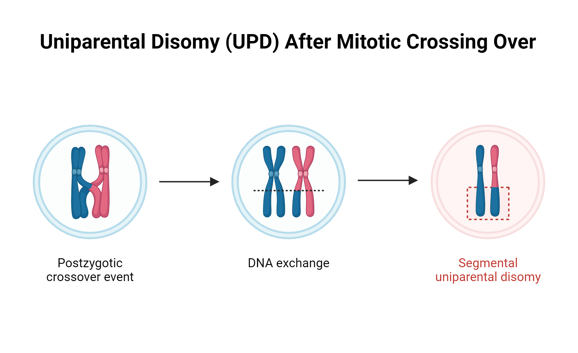 An editable high resolution scientific image depicting Uniparental Disomy (UPD) After Mitotic Crossing Over