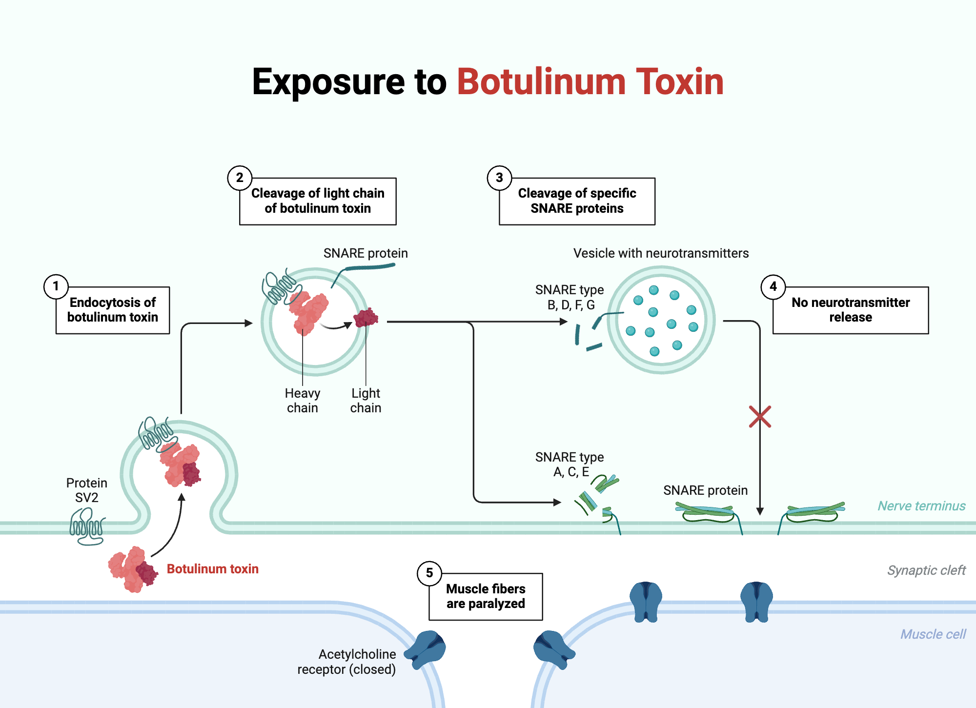 An editable high resolution scientific image depicting Exposure to Botulinum Toxin