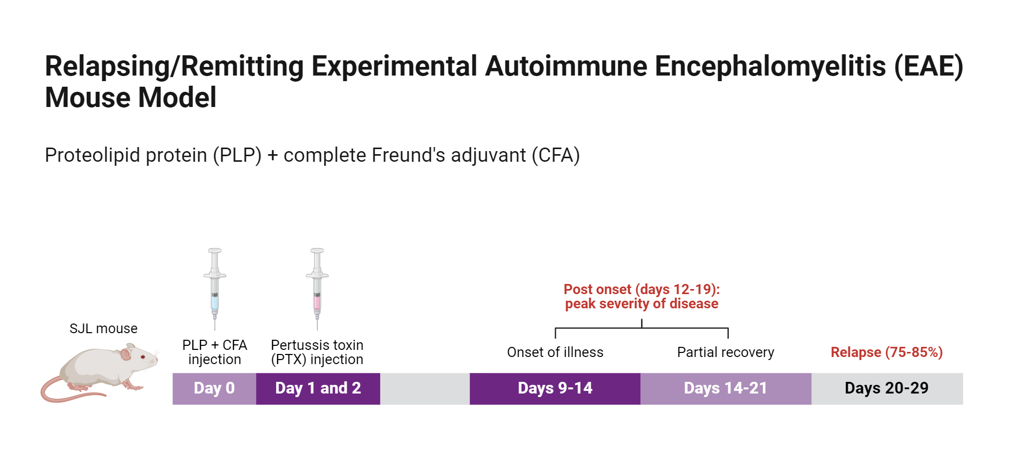 An editable high resolution scientific image depicting Relapsing/Remitting Experimental Autoimmune Encephalomyelitis (EAE) Mouse Model