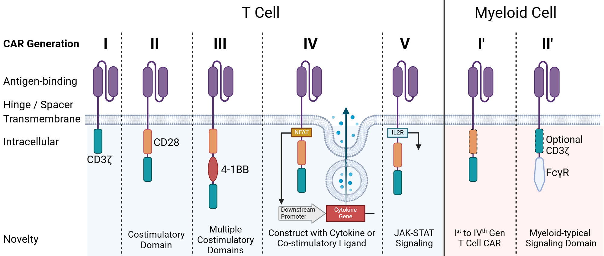 An editable high resolution scientific image depicting Chimeric antigen receptor (CAR) generations on T cells and myeloid cells