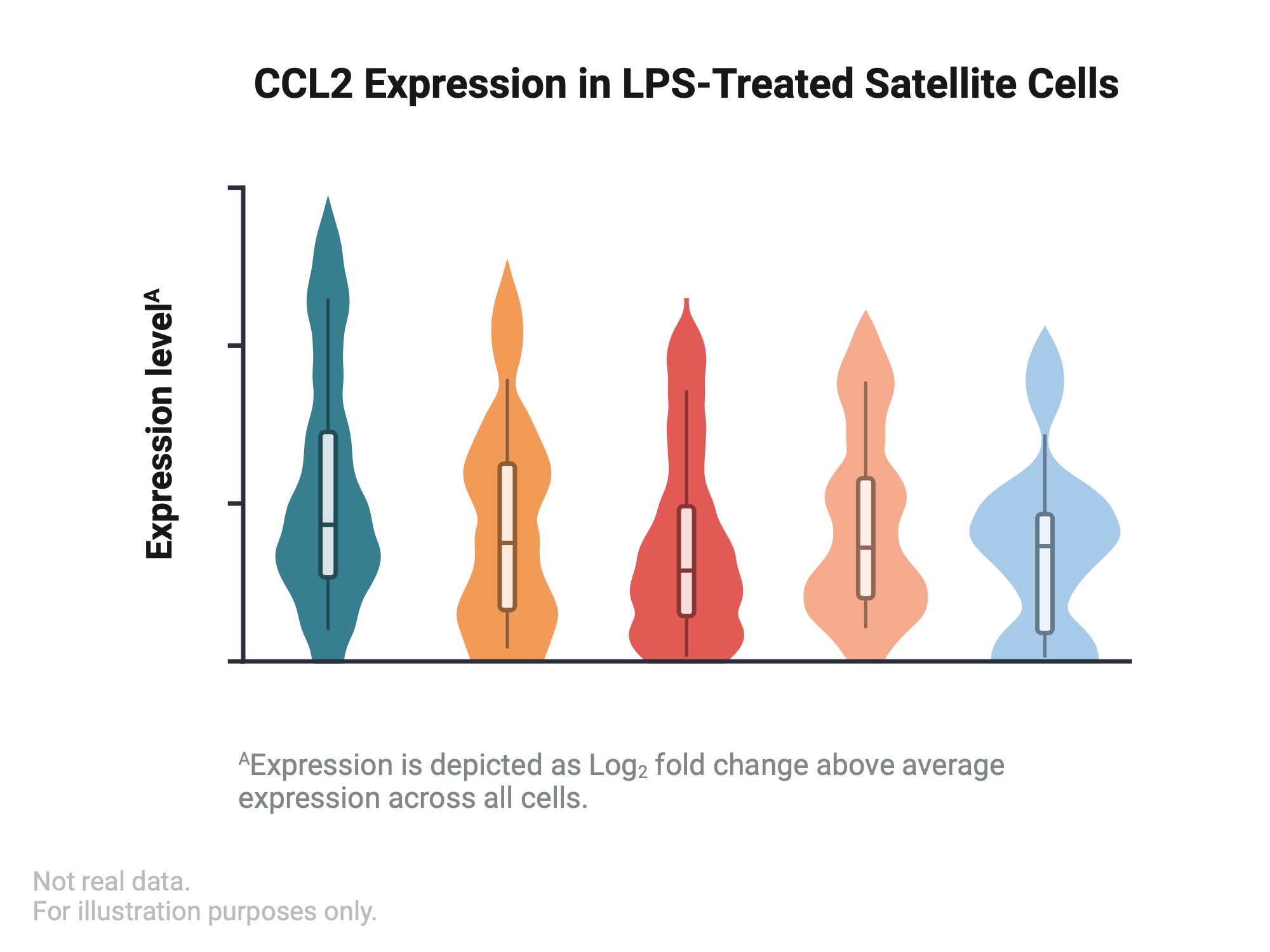 An editable high resolution scientific image depicting Chemokine (C-C Motif) Ligand 2 (CCL2) Expression in Lipopolysaccharide (LPS)-Treated Satellite Cells