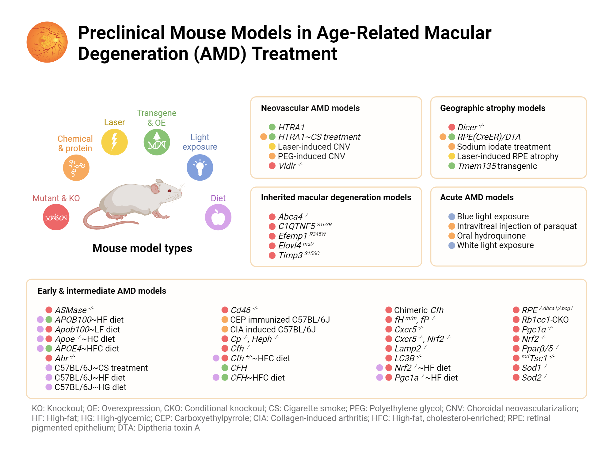 An editable high resolution scientific image depicting Preclinical Mouse Models in Age-Related Macular Degeneration (AMD) Treatment