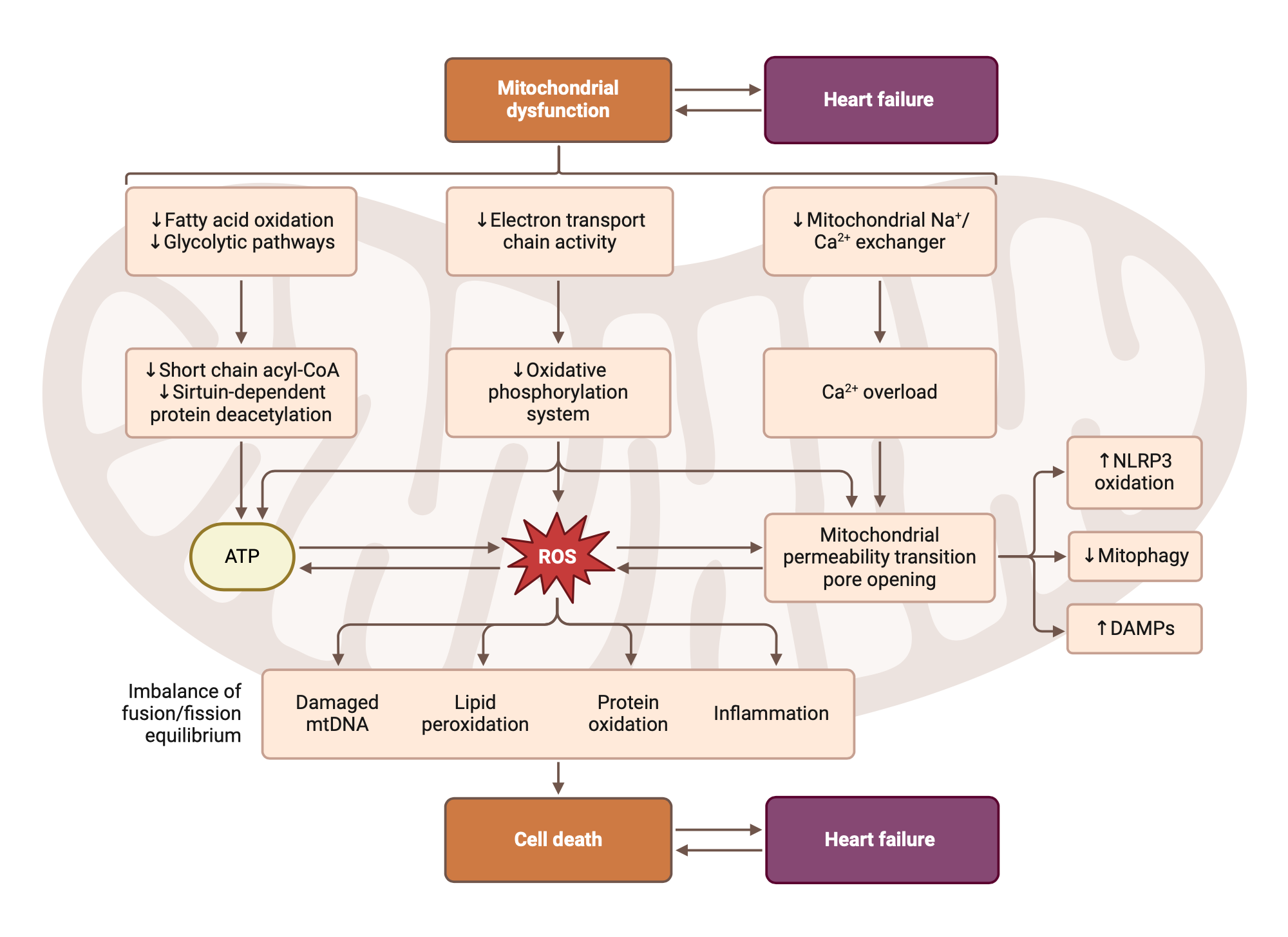 An editable high resolution scientific image depicting Mechanisms of Heart Failure Linked to Mitochondrial Dysfunction