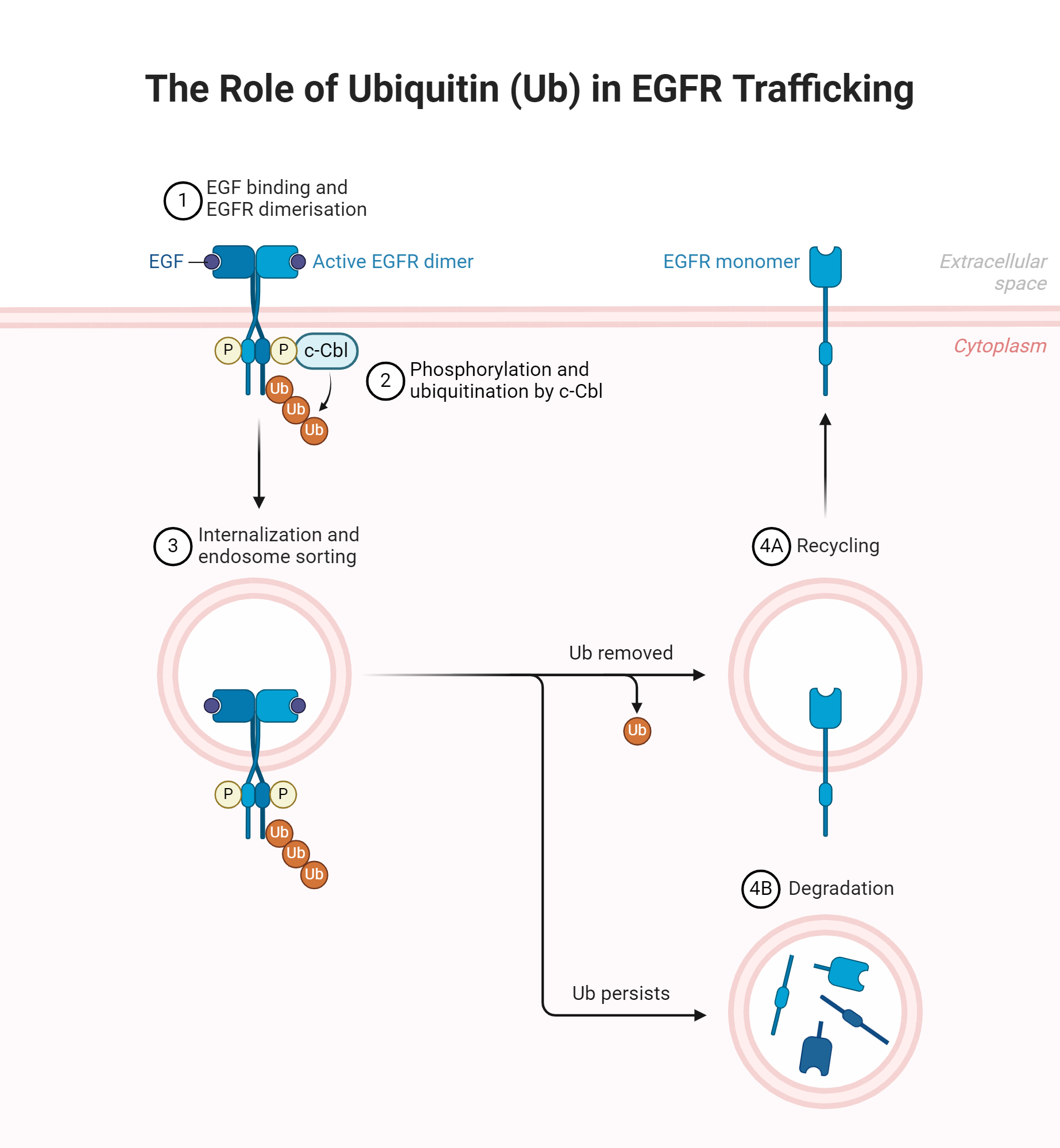 An editable high resolution scientific image depicting The Role of Ubiquitin (Ub) in EGFR Trafficking