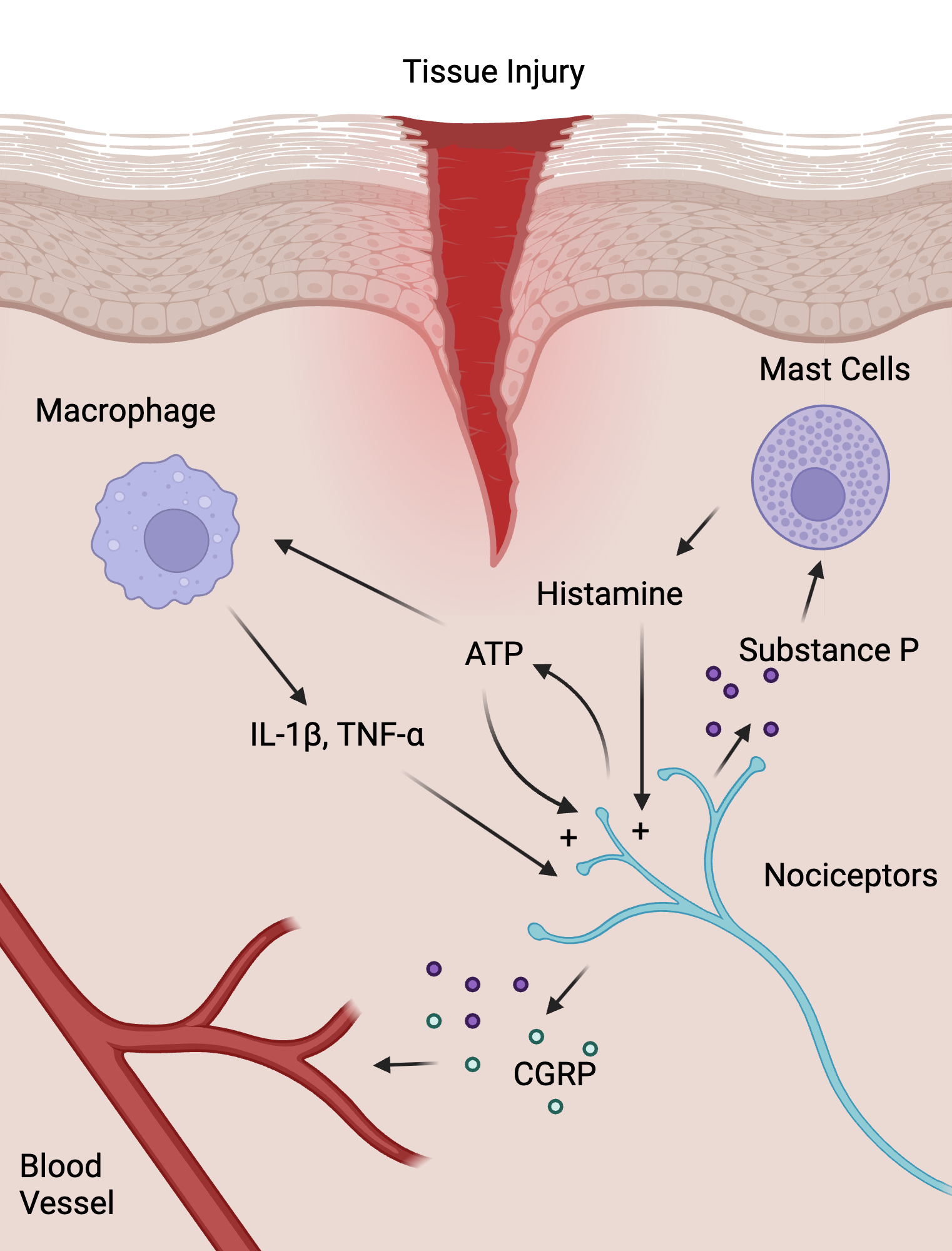 An editable high resolution scientific image depicting Abbreviated Cellular Mechanisms of Hyperalgesia