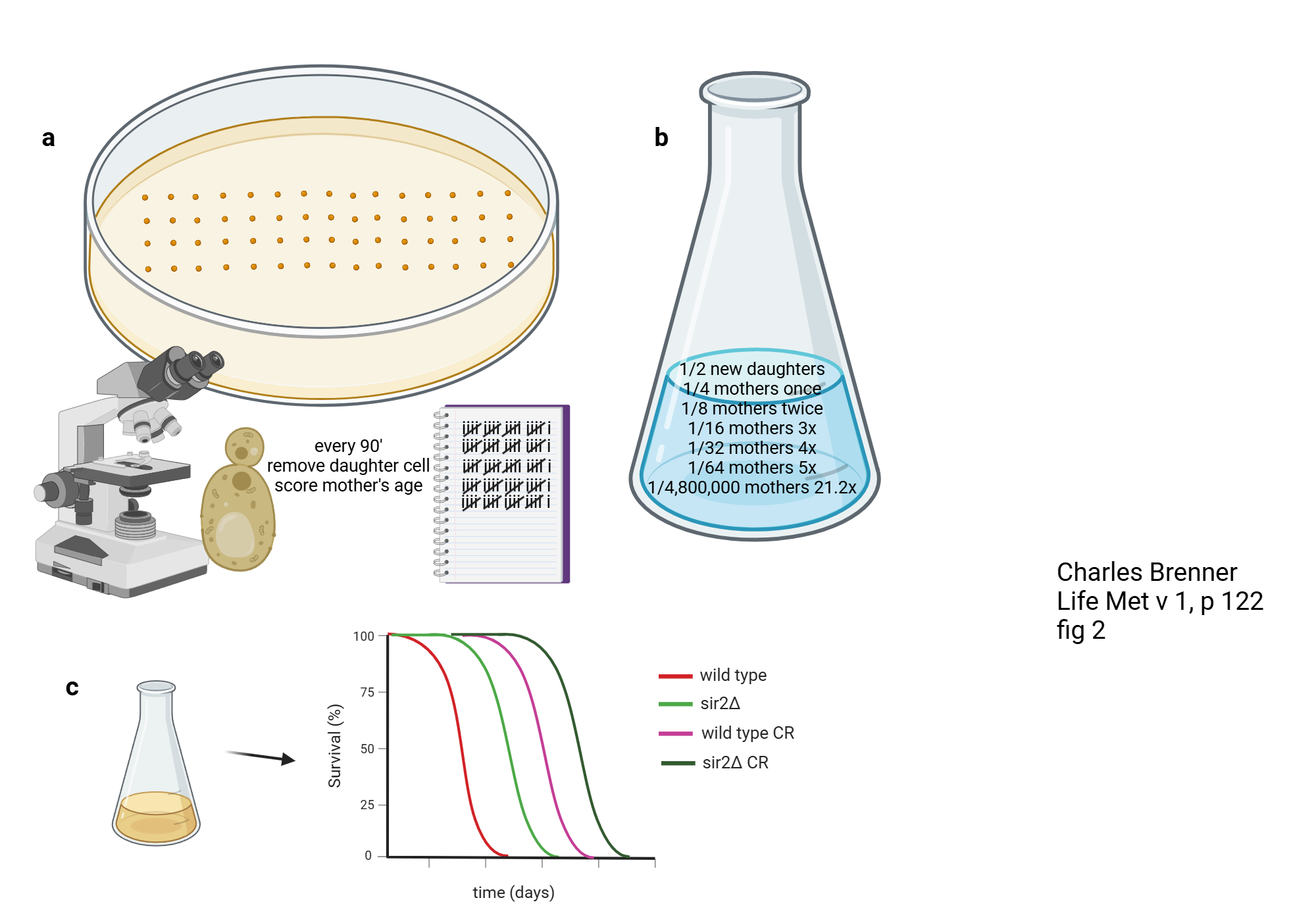 An editable high resolution scientific image depicting Sir2 favors nonselected & disfavors selected aging in budding yeast