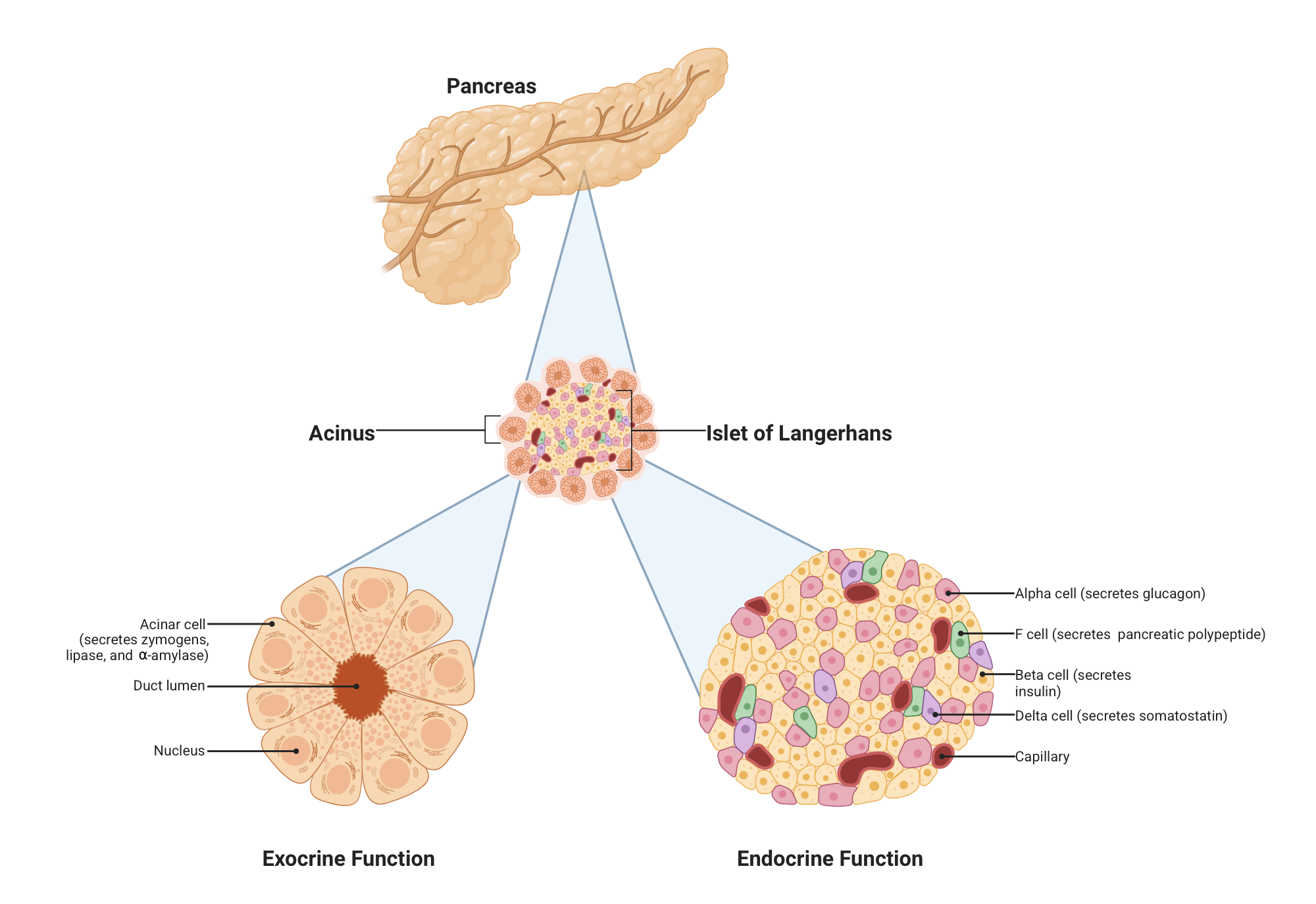 An editable high resolution scientific image depicting Pancreas with islet and acinar call outs