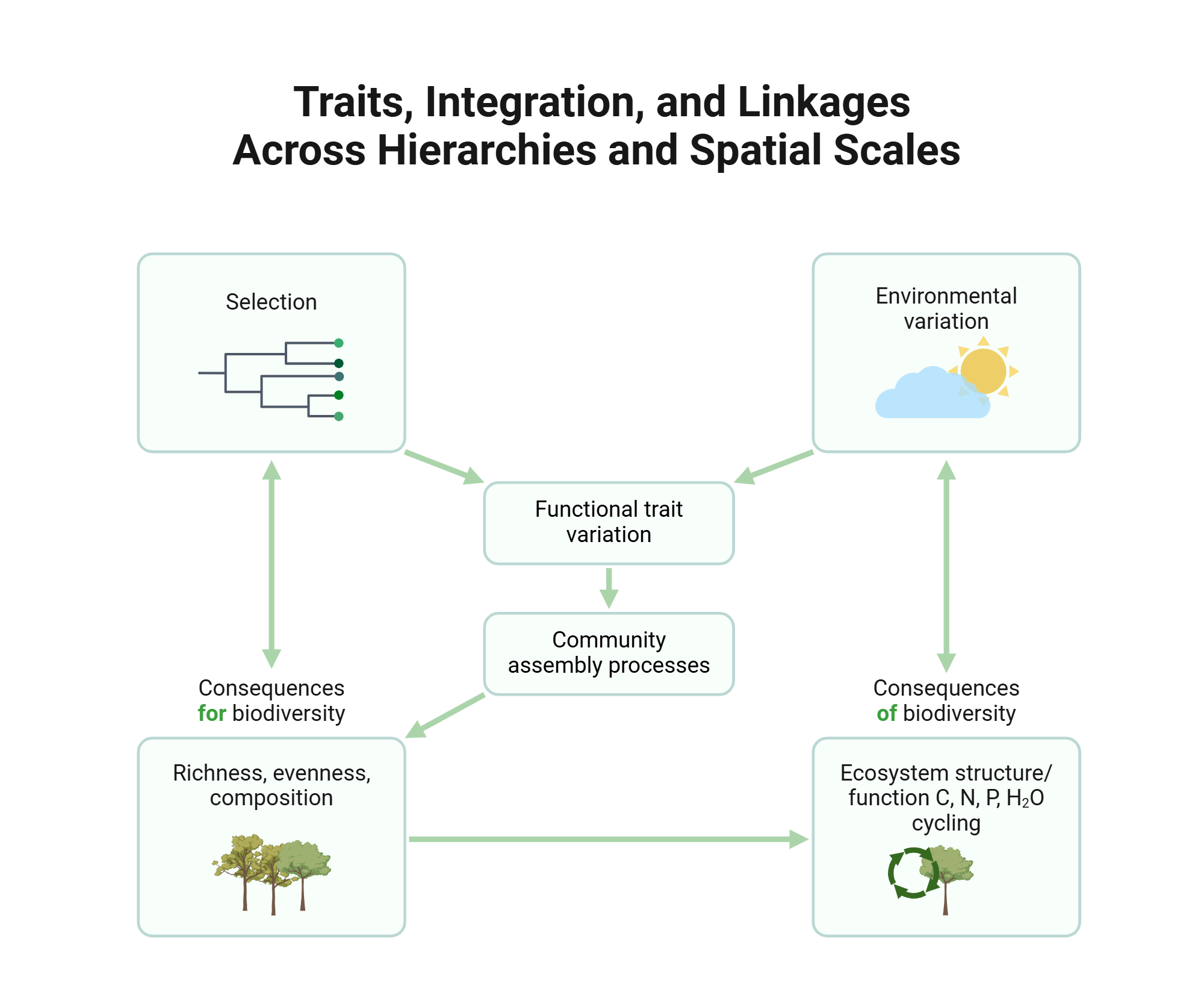 An editable high resolution scientific image depicting Traits, Integration, and Linkages Across Hierarchies and Spatial Scales