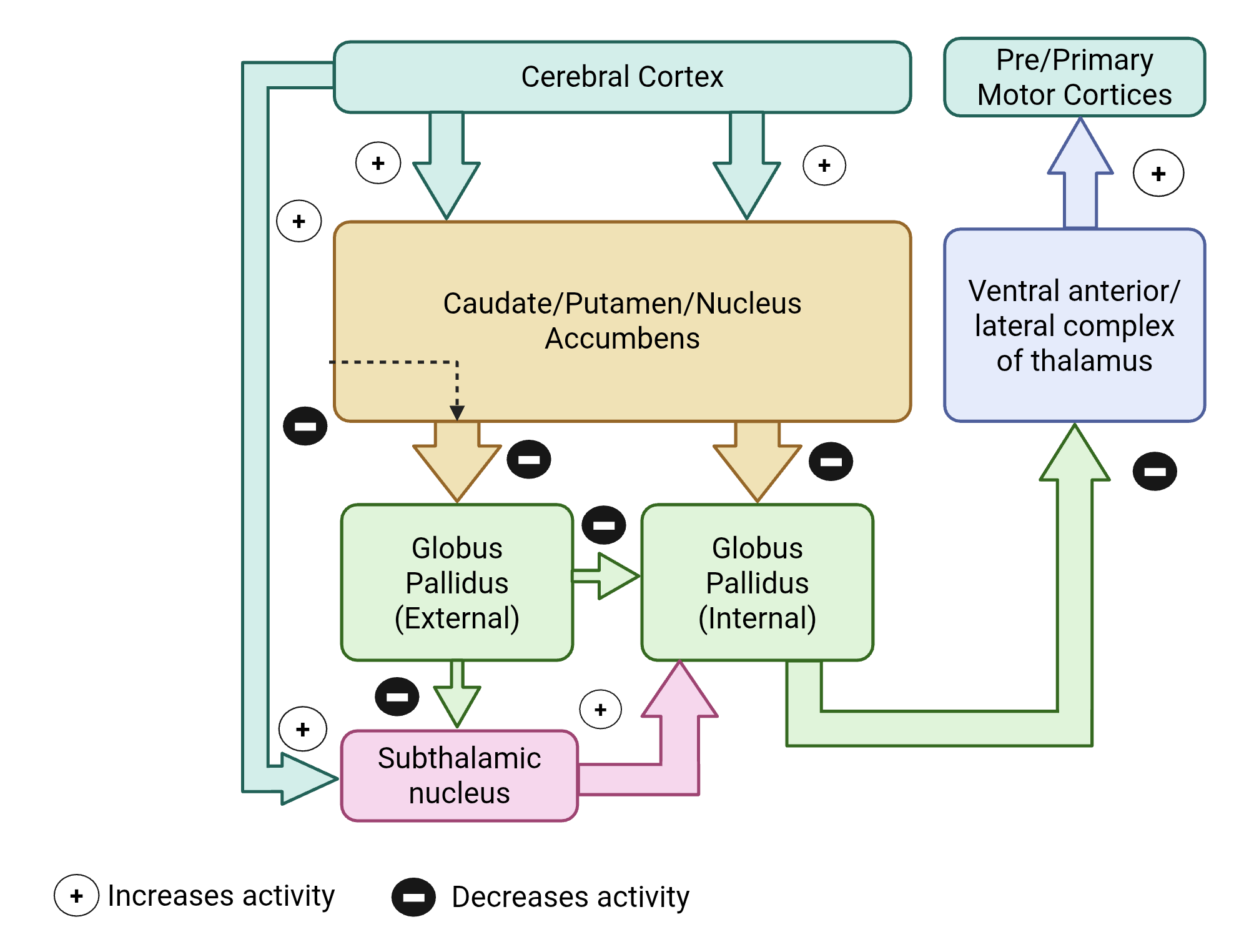 An editable high resolution scientific image depicting Inputs and outputs of the basal ganglia in motor function