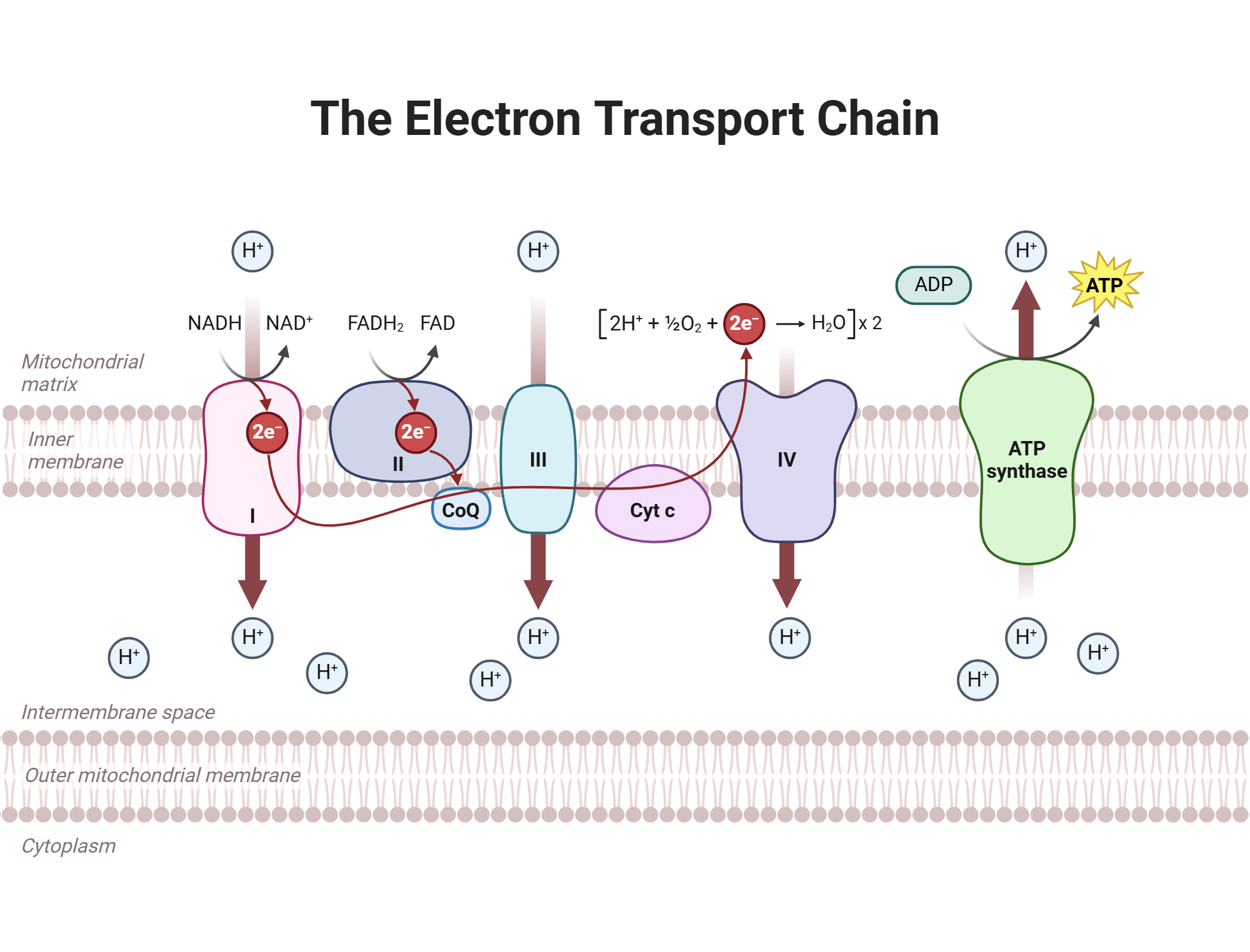 An editable high resolution scientific image depicting The Electron Transport Chain
