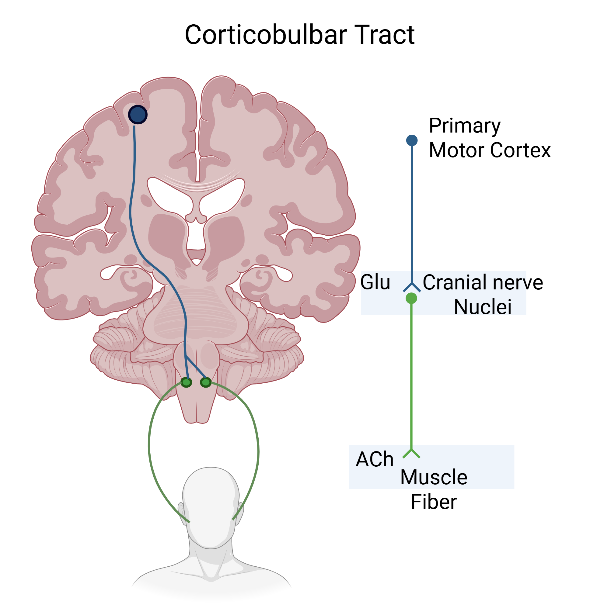An editable high resolution scientific image depicting Corticobulbar tract