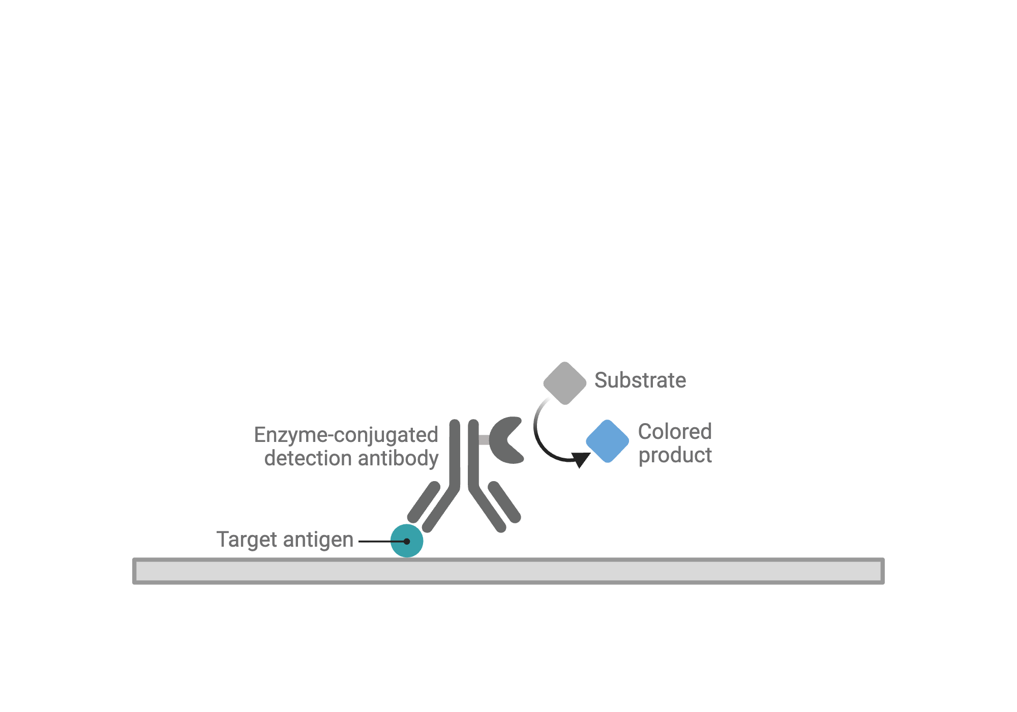 An editable high resolution scientific image depicting ELISA - Reaction View - Direct - Colorimetric - Conjugated