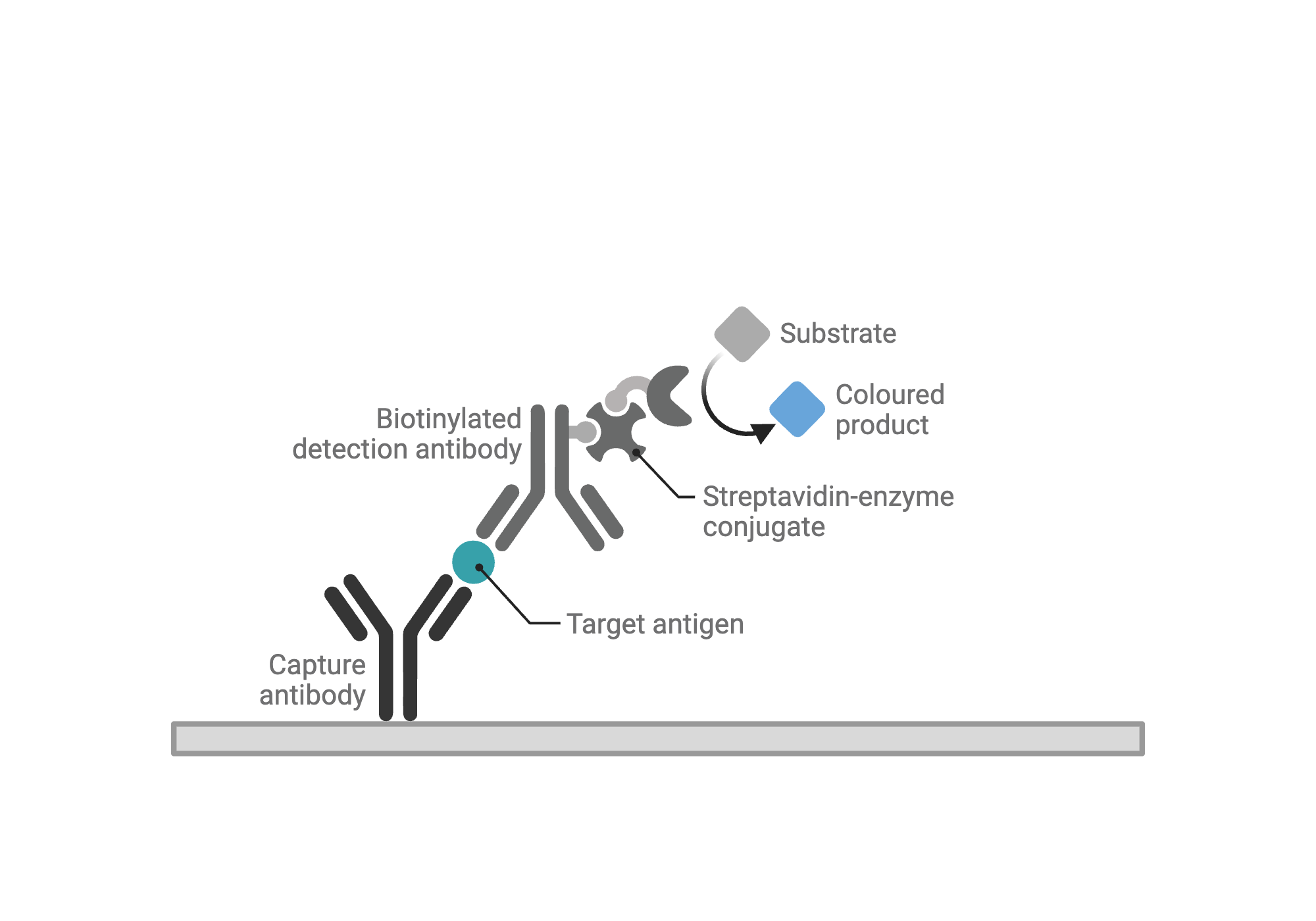 An editable high resolution scientific image depicting ELISA - Reaction View - Sandwich - Direct - Colorimetric - Unconjugated