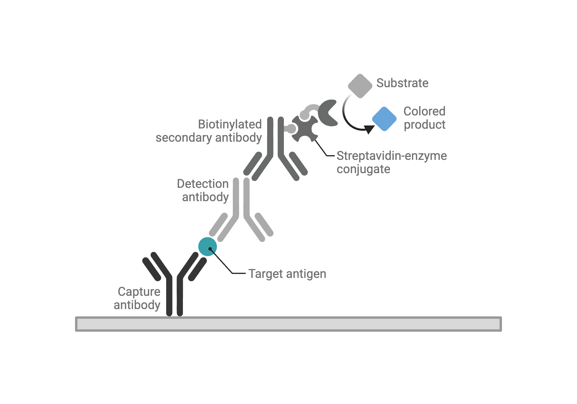 An editable high resolution scientific image depicting ELISA - Reaction View - Sandwich - Indirect - Colorimetric - Unconjugated
