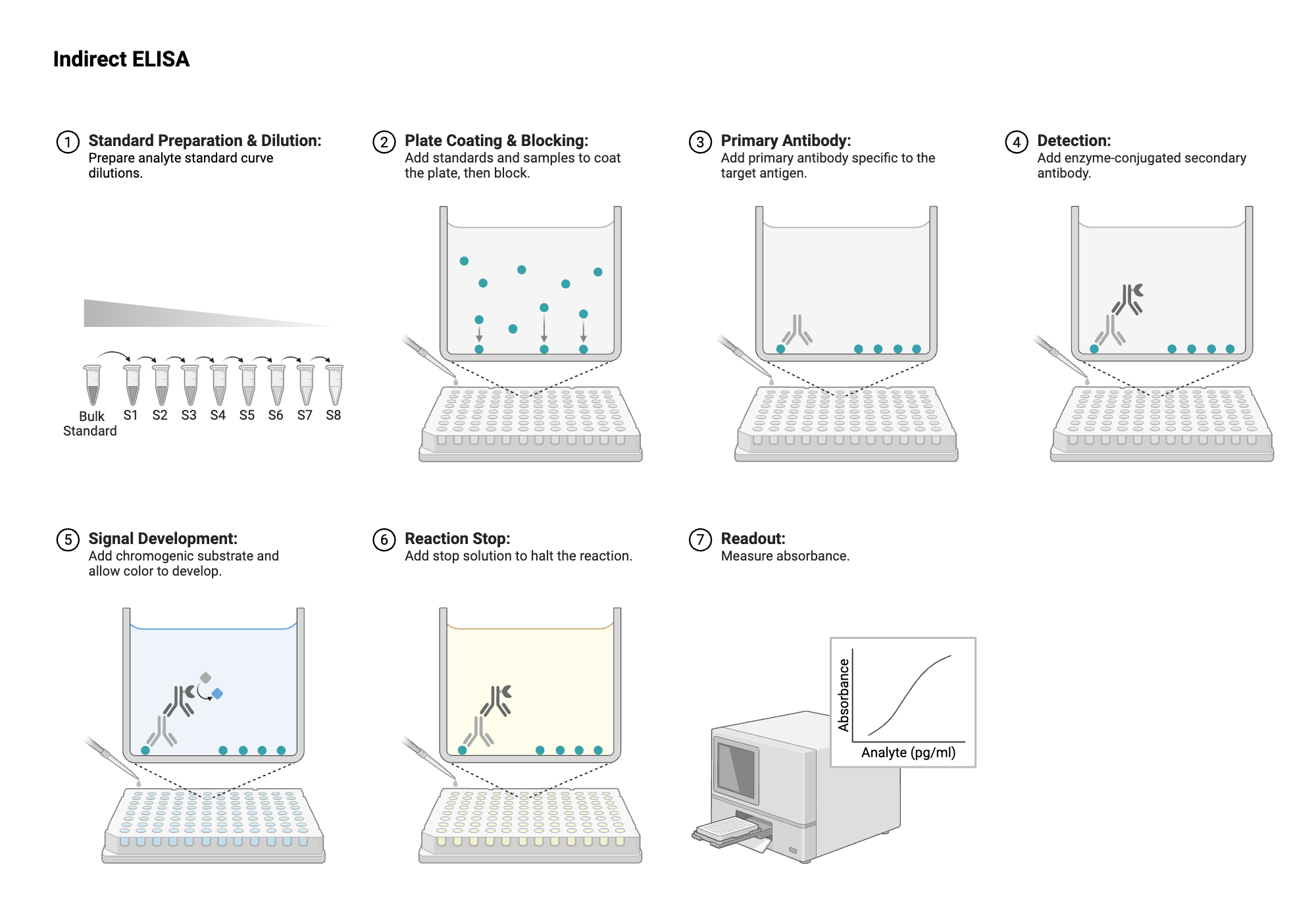 An editable high resolution scientific image depicting ELISA - Plate View - Indirect - Colorimetric - Conjugated