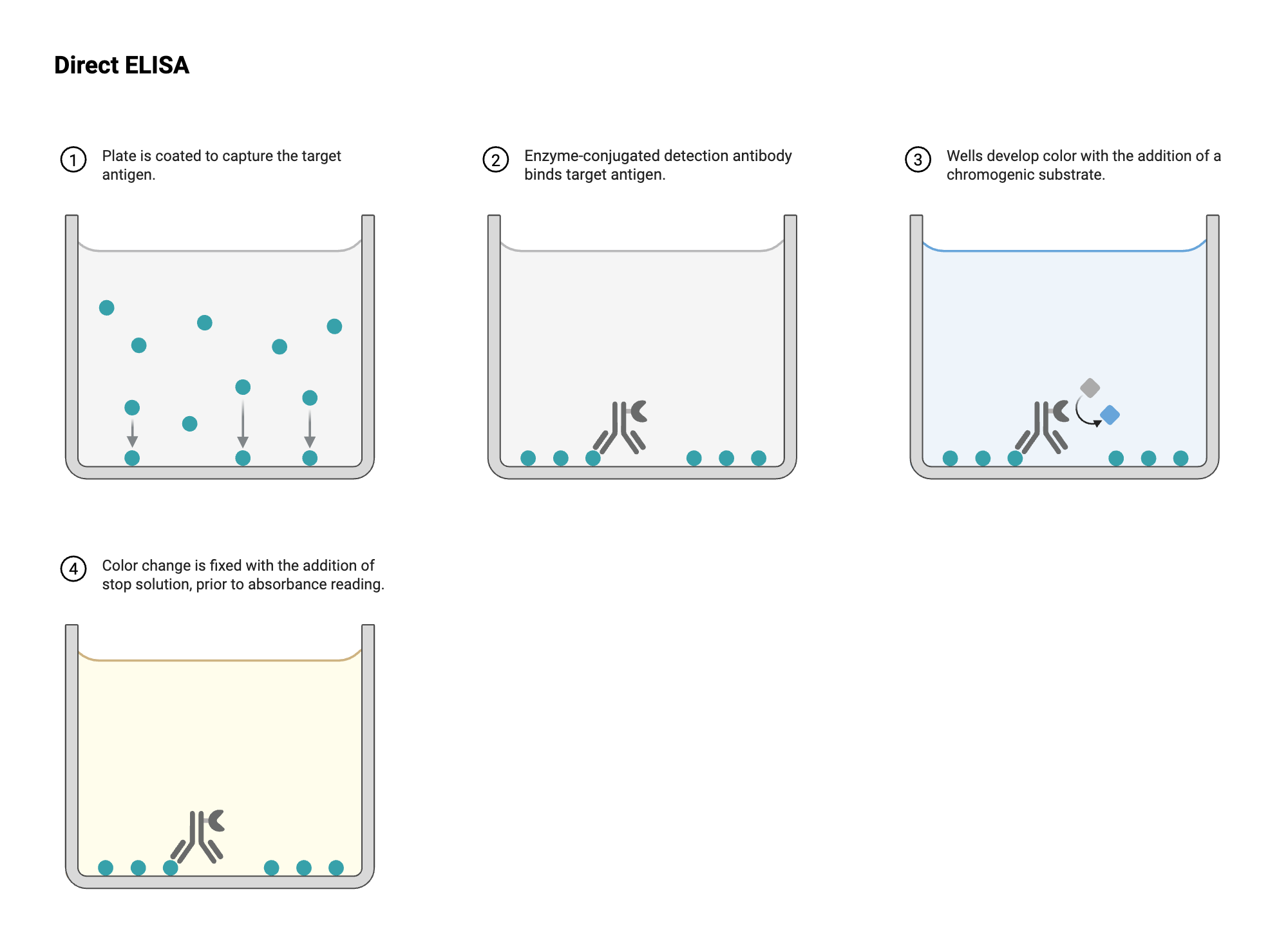 An editable high resolution scientific image depicting ELISA - Well View - Direct - Colorimetric - Conjugated
