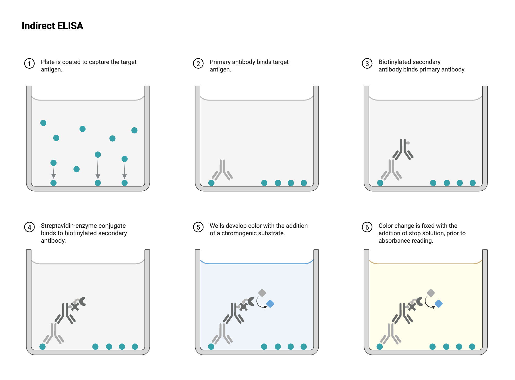 An editable high resolution scientific image depicting ELISA - Well View - Indirect - Colorimetric - Unconjugated