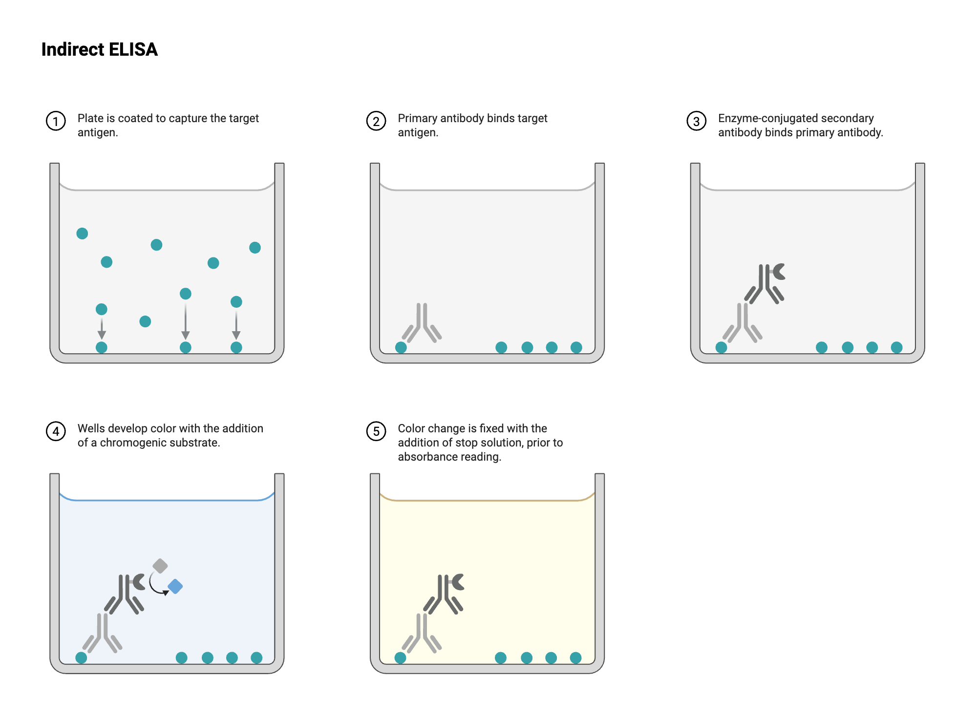 An editable high resolution scientific image depicting ELISA - Well View - Indirect - Colorimetric - Conjugated