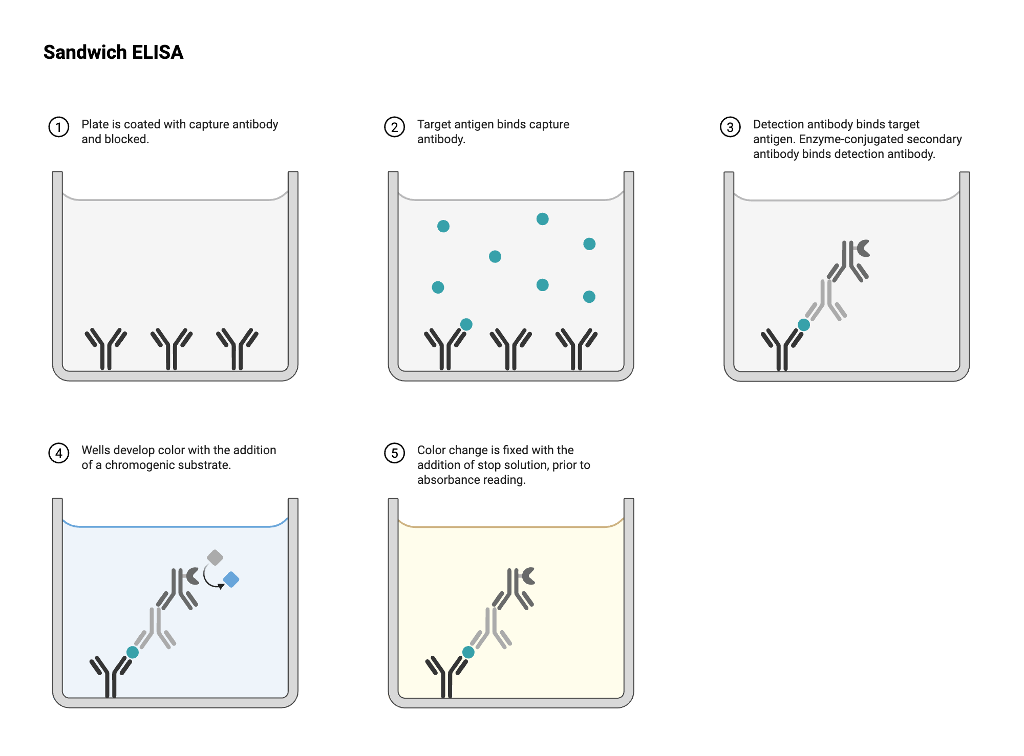 An editable high resolution scientific image depicting ELISA - Well View - Sandwich - Indirect - Colorimetric - Conjugated