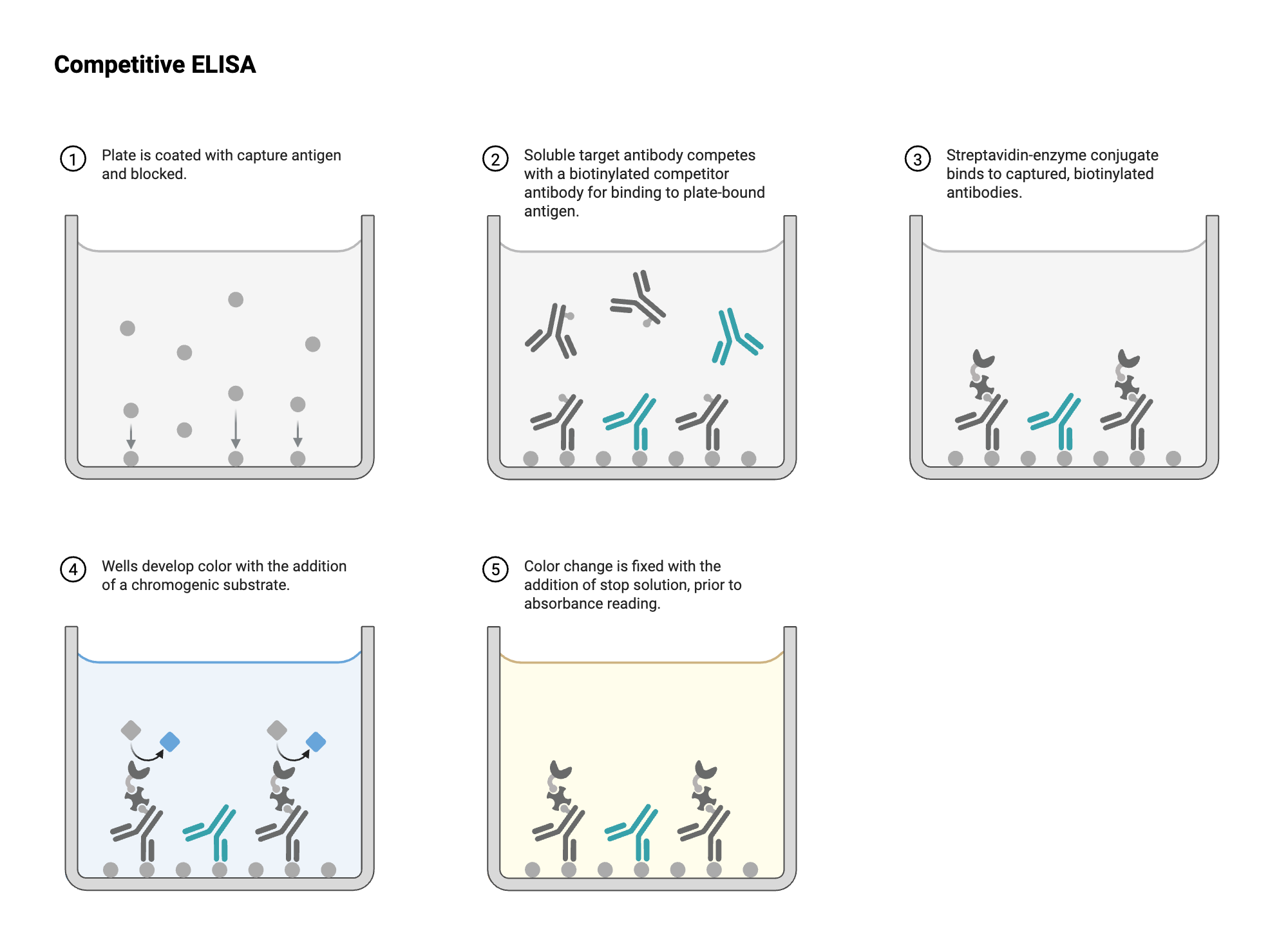 An editable high resolution scientific image depicting ELISA - Well View - Competitive - Antibody - Antibody-labeled - Colorimetric - Unconjugated