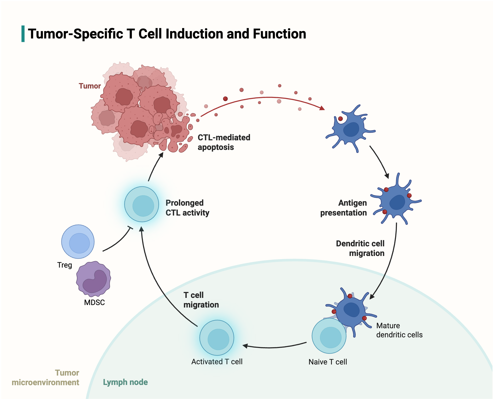 An editable high resolution scientific image depicting Tumor-Specific T Cell Induction and Function