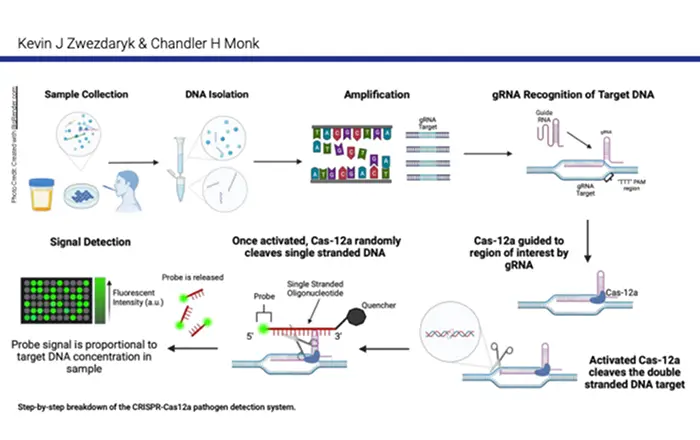 Step-by-step breakdown of the CRISPR-Cas 12a pathogen detection system