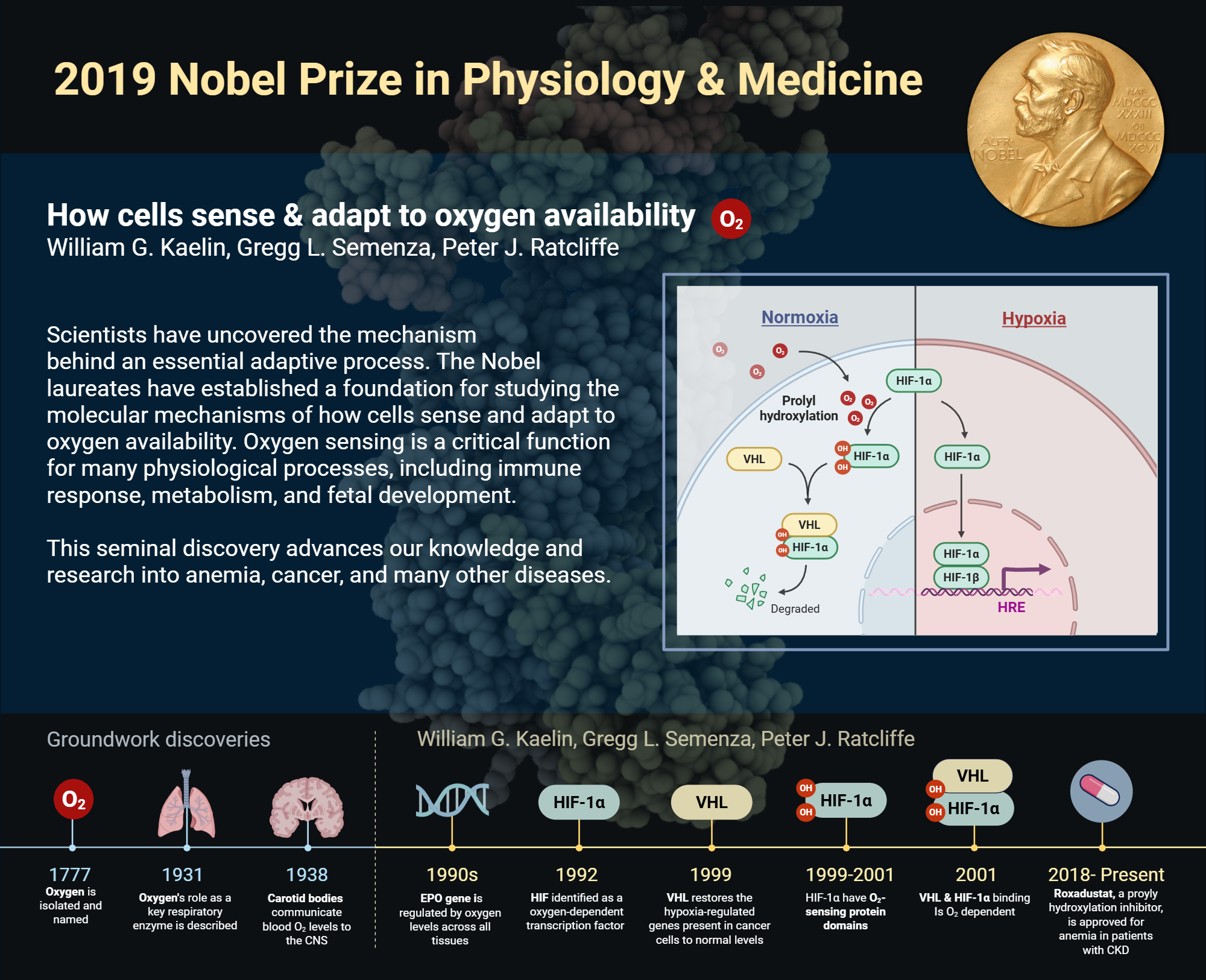 An editable high resolution scientific image depicting 2019 Nobel Prize in Physiology & Medicine