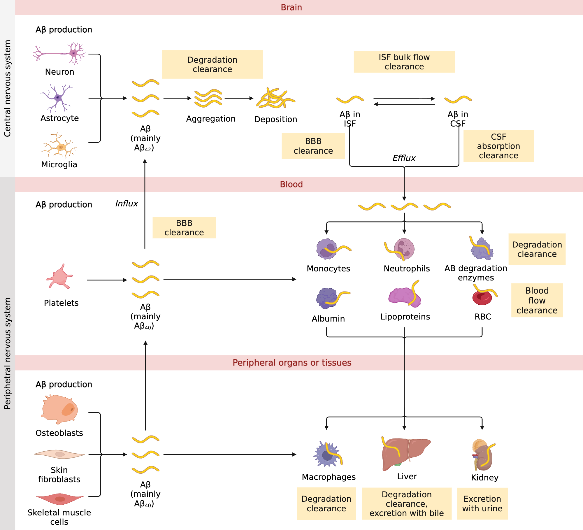 An editable high resolution scientific image depicting Physiological Metabolism of Aβ in the Brain and Periphery
