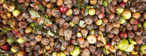 5 Ways Grocers Can Help Fight Food Waste