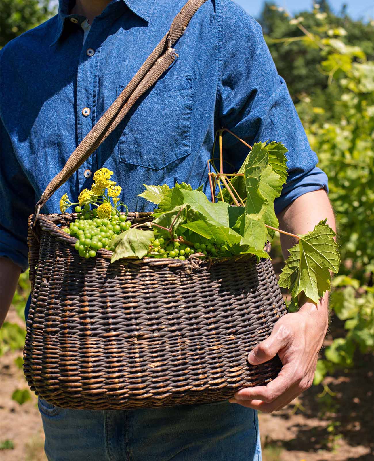man holding a basket with grapes inside in the middle of the sunny vineyards