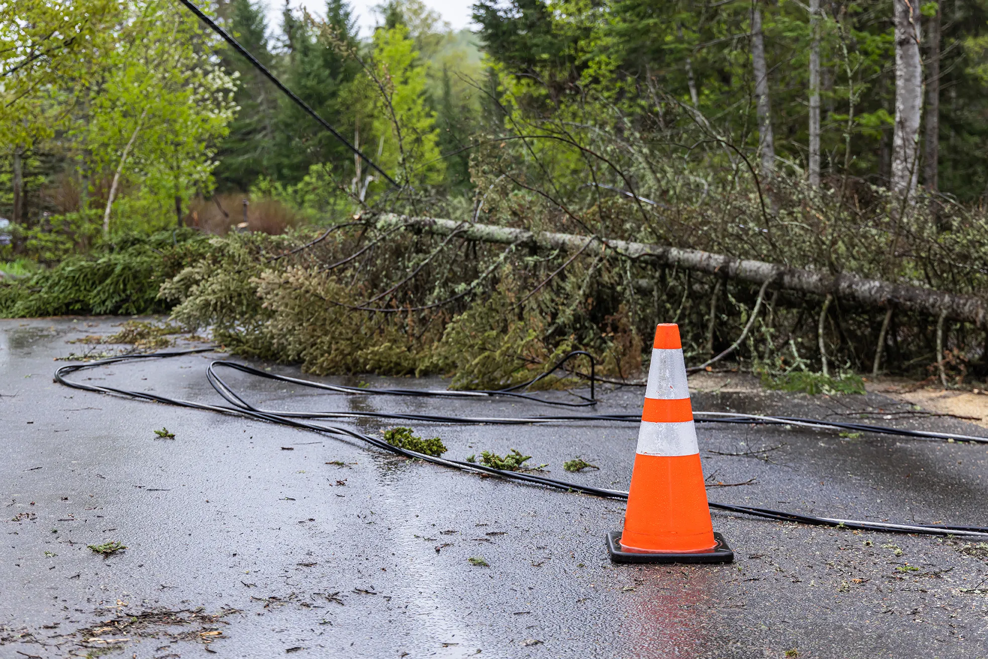 a tree laying across a wet road with power lines lying next to it and a traffic cone in front of it