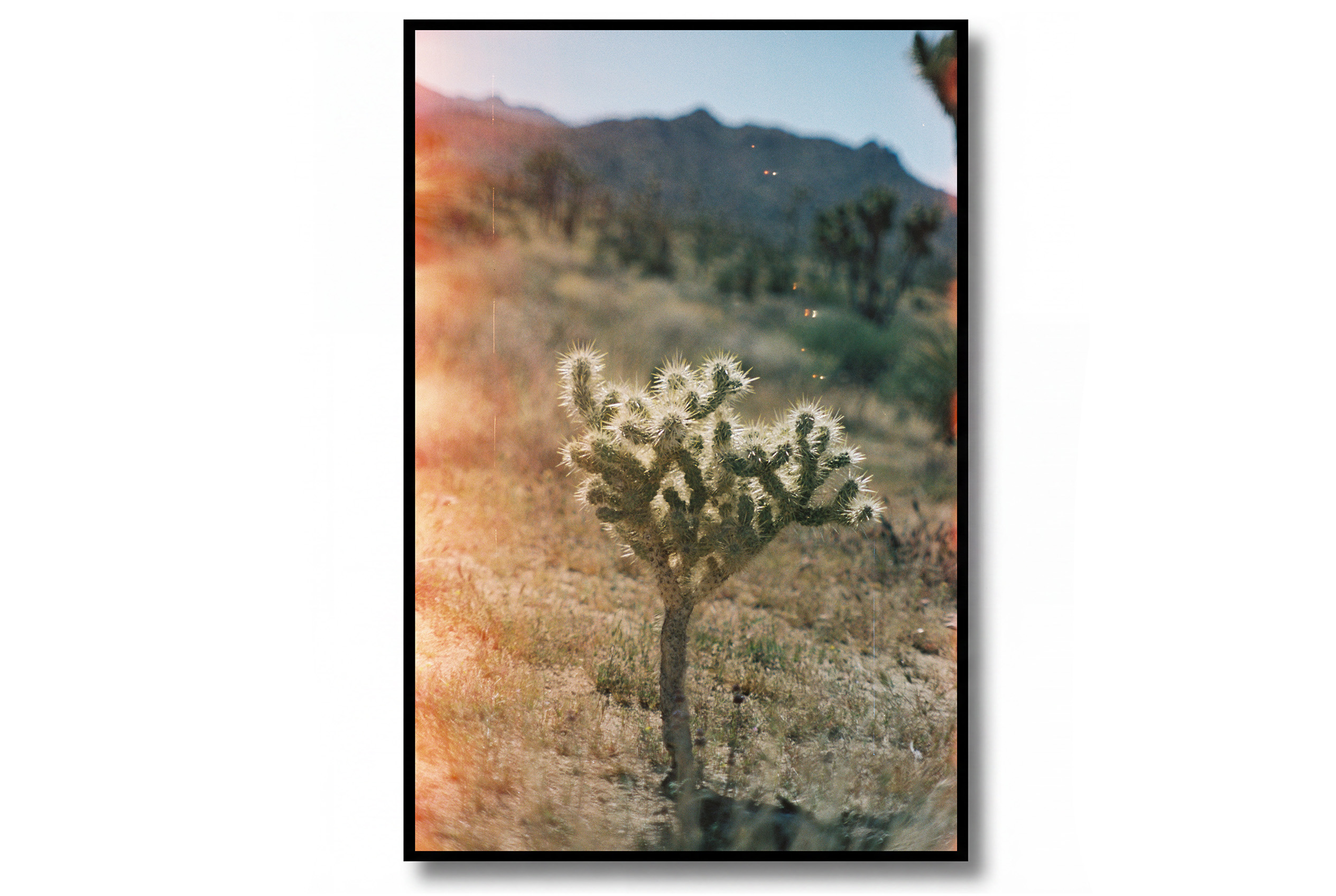 Cactus