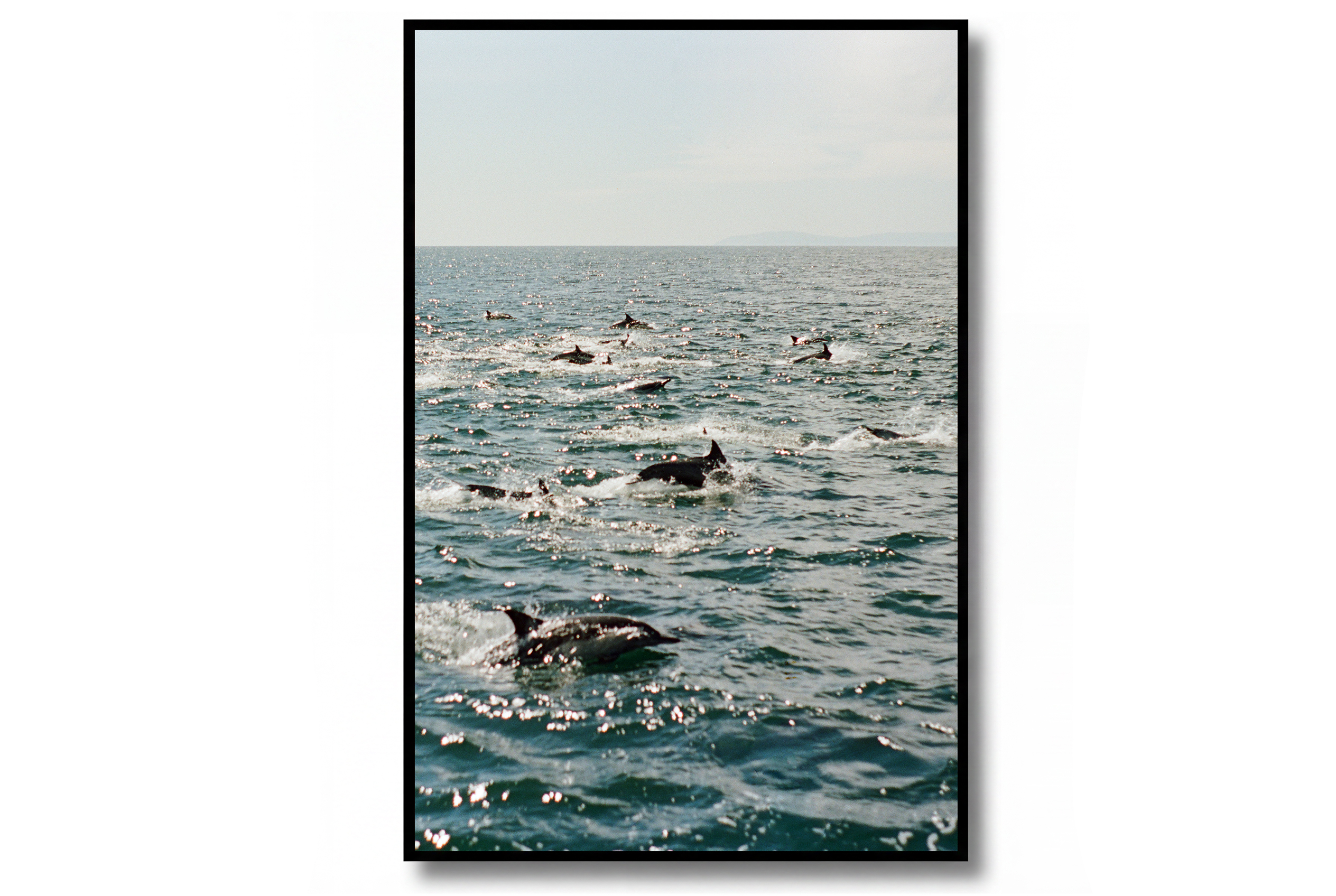 Dolphins