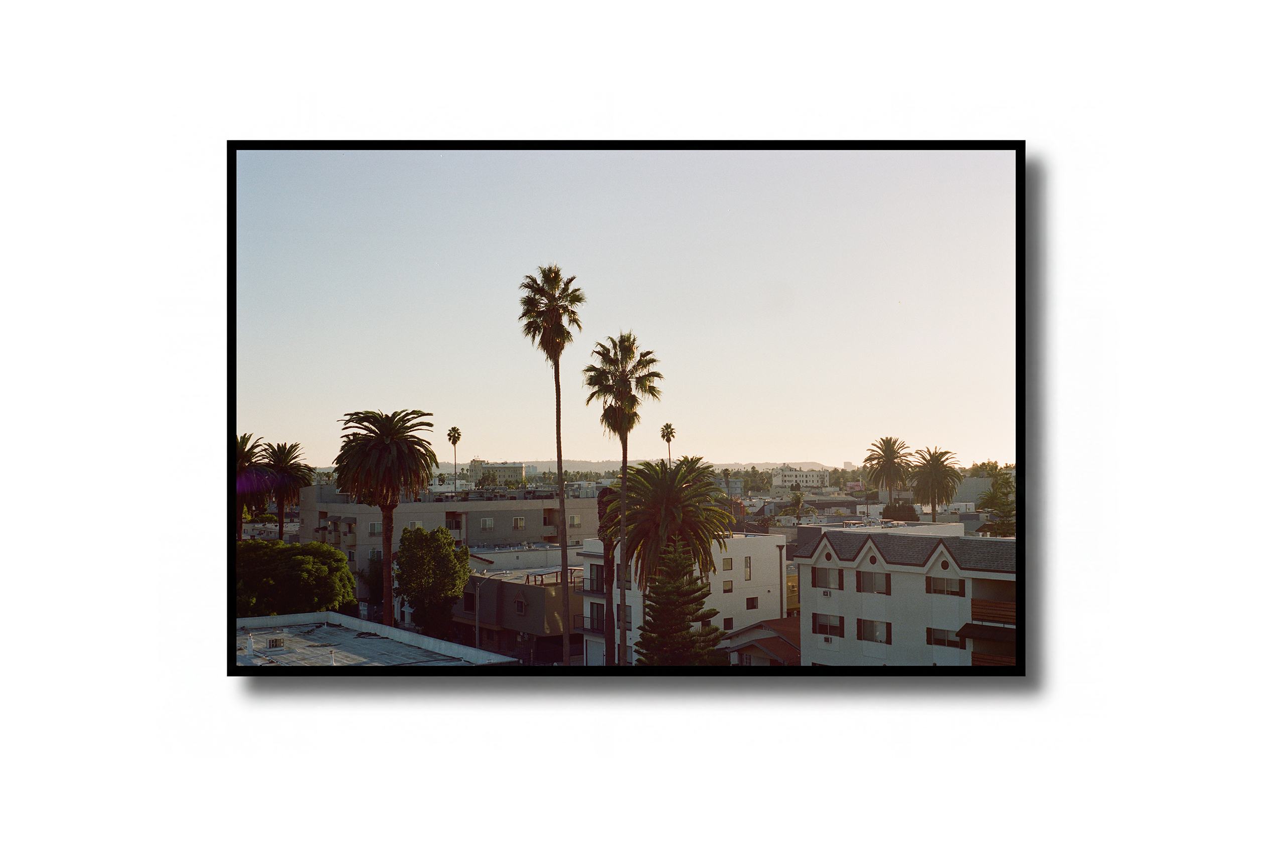 Palms