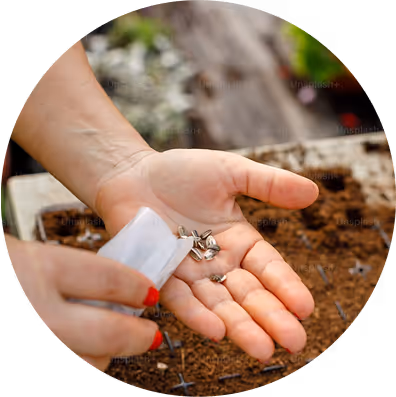 A person holding a small container while their other hand is open, displaying several seeds over brown soil in a gardening setting.