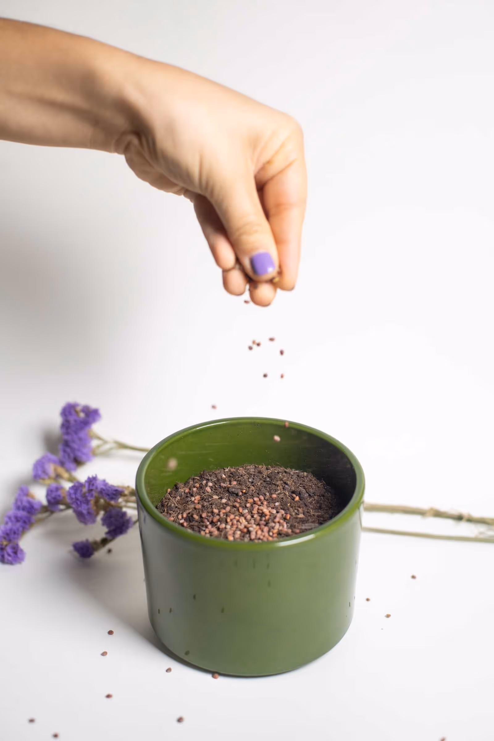 A hand with purple nail polish is sprinkling seeds into a green pot filled with soil, surrounded by dried purple flowers on a light background.
