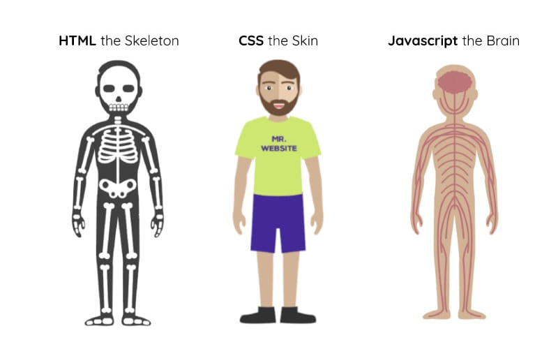Analogie entre HTML, CSS, et Javascript